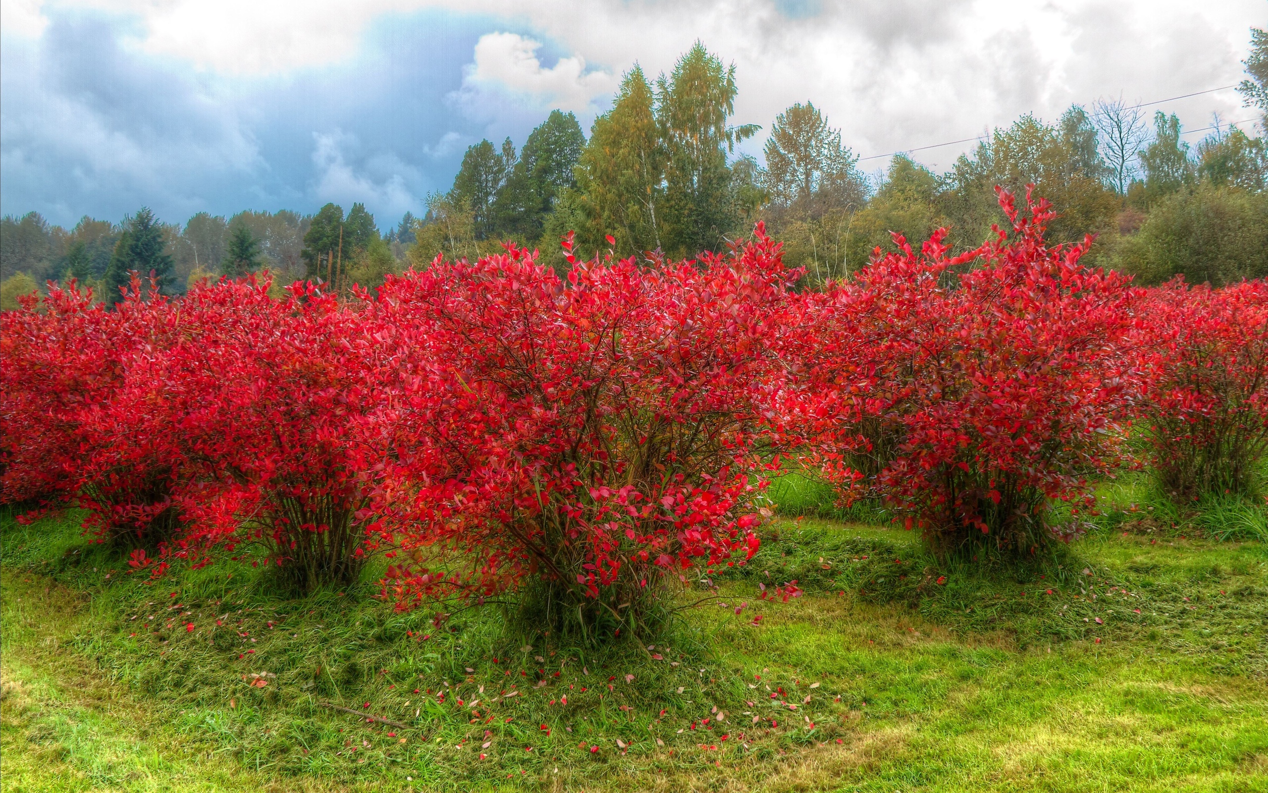 фото, пара, пин