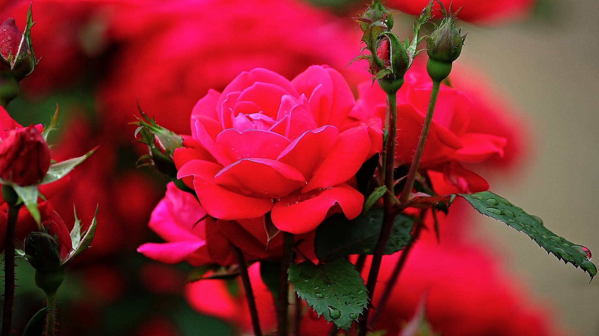 цветы, красивый