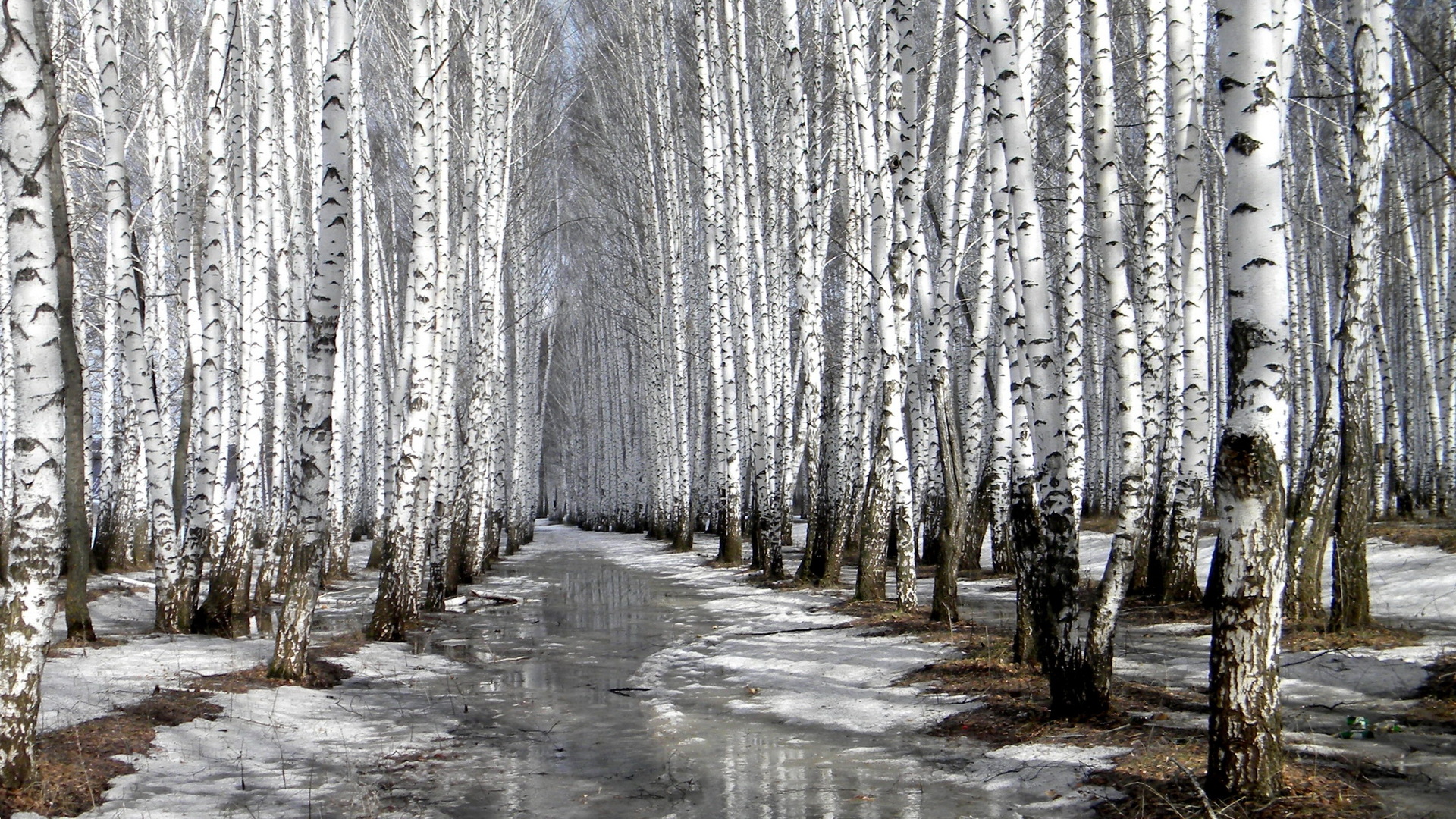 роща, березы