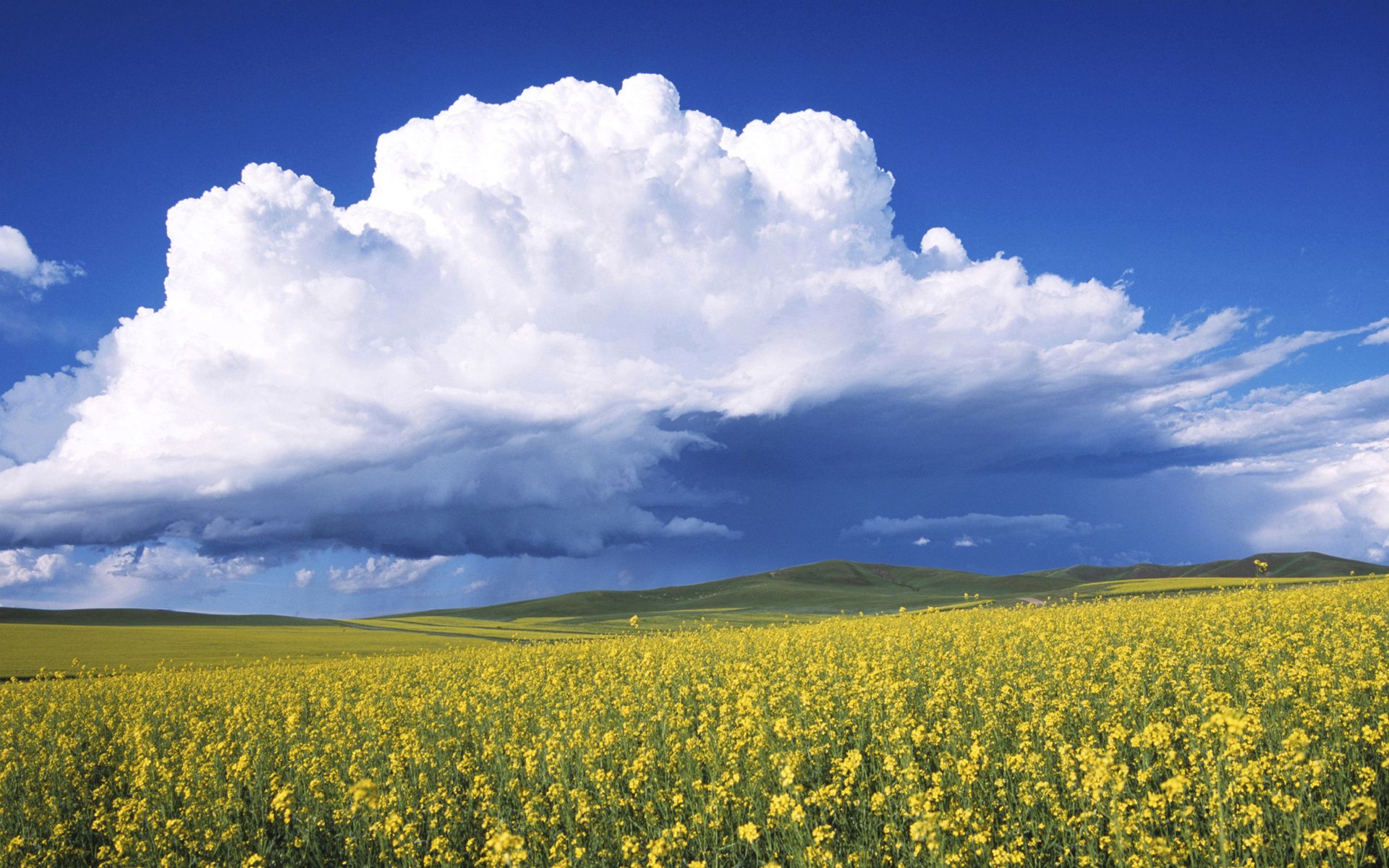 соня, во главе, тварь