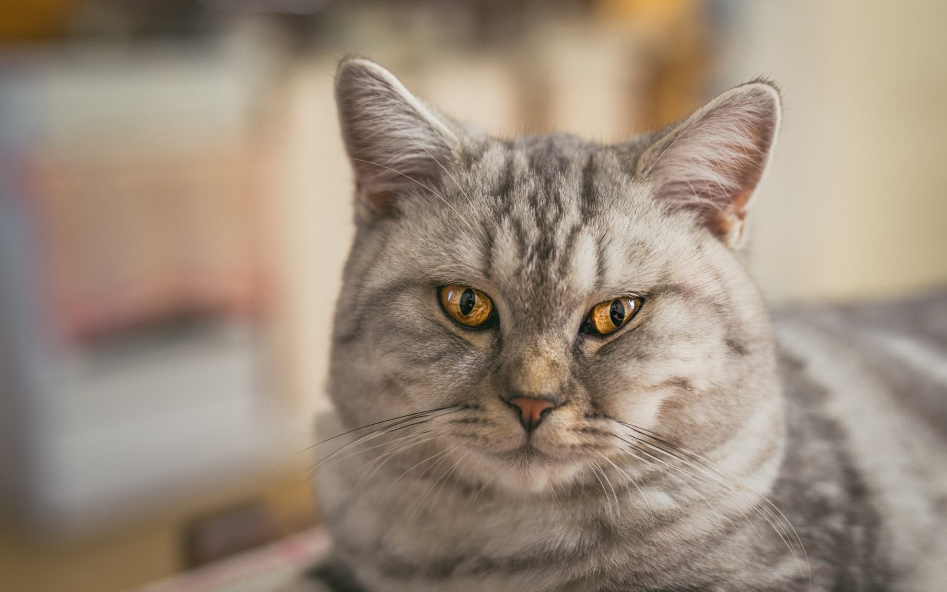 кот, взгляд, смотреть