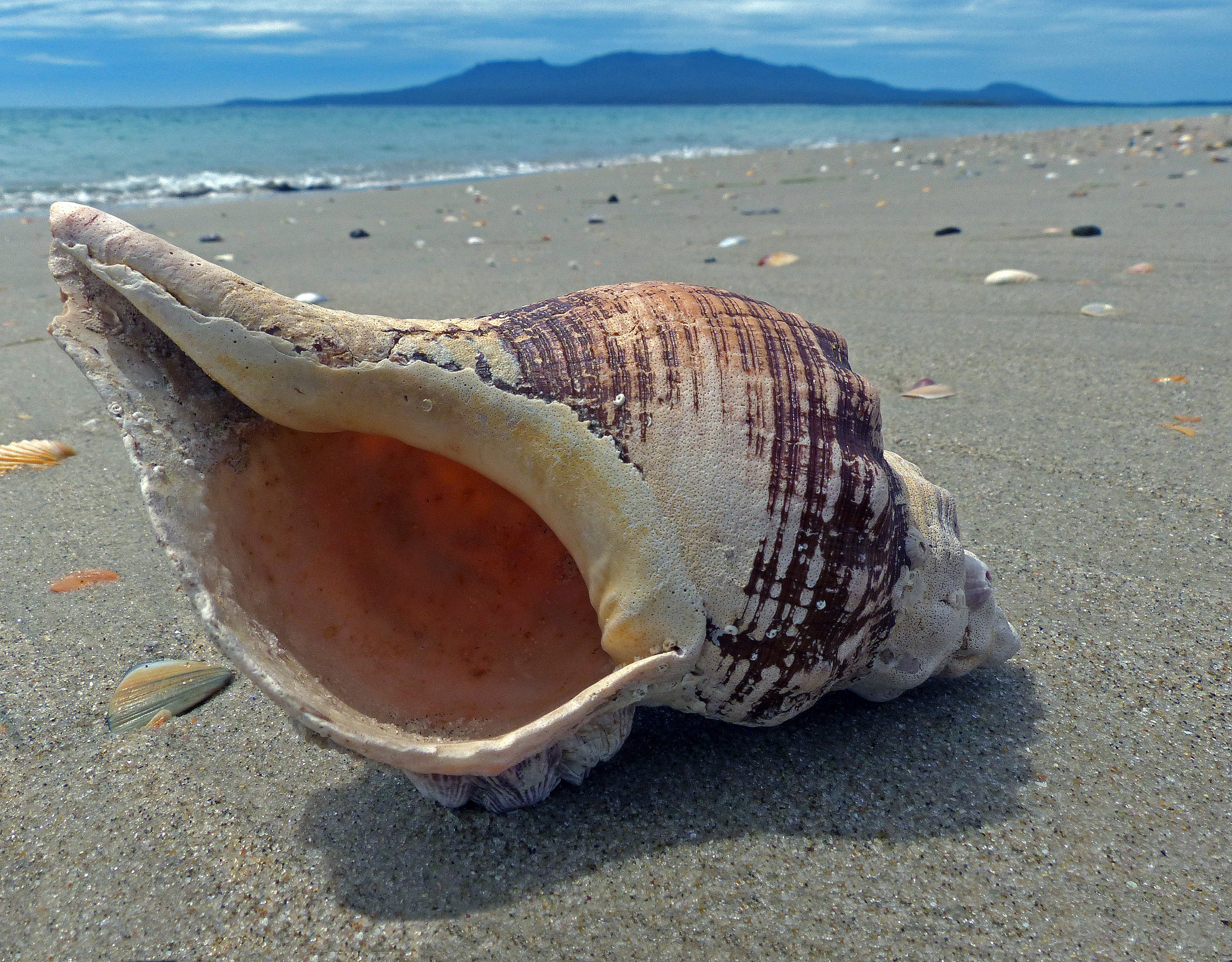 женский панцирь на пляже с рыбой в нем