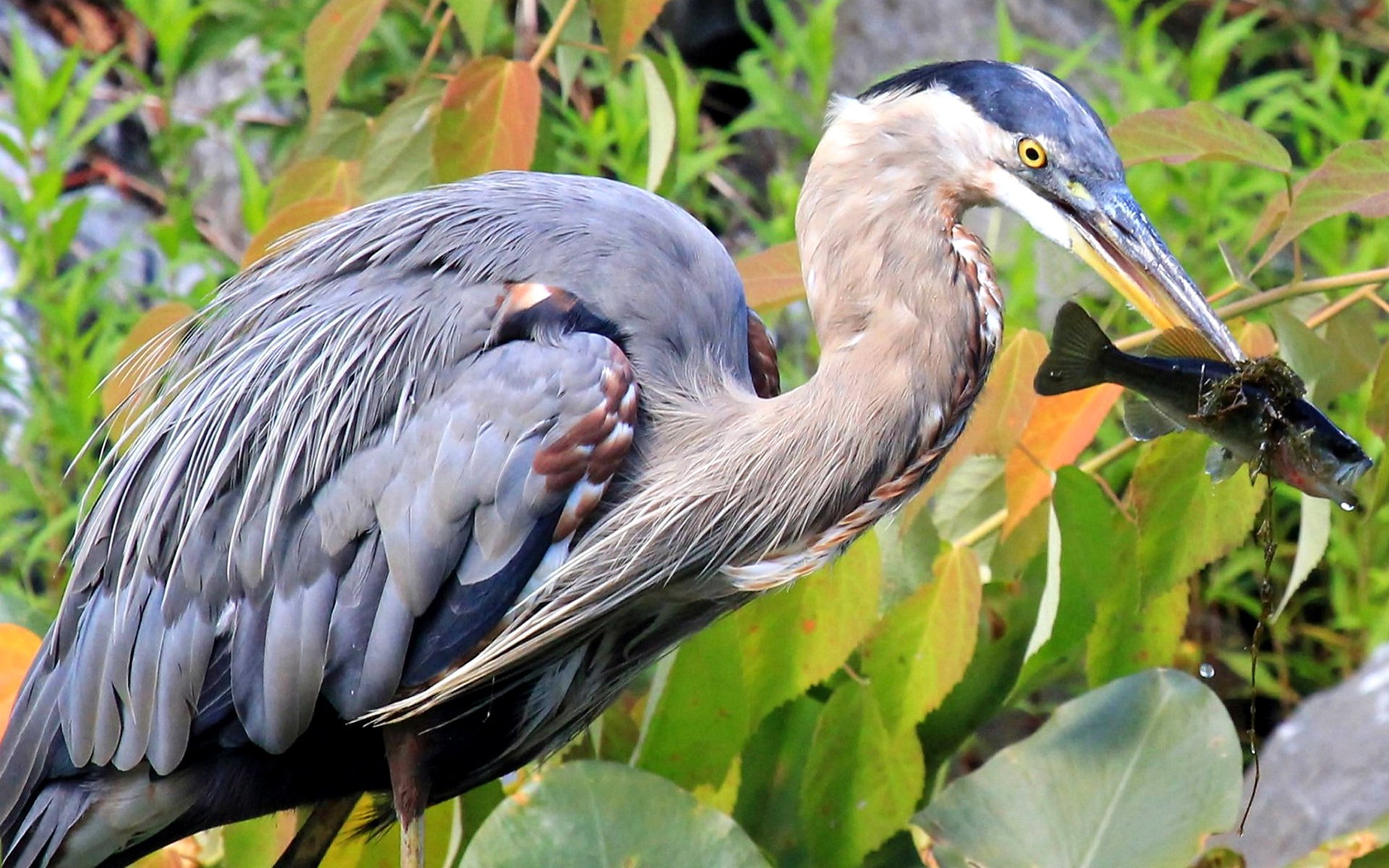 Heron перевод