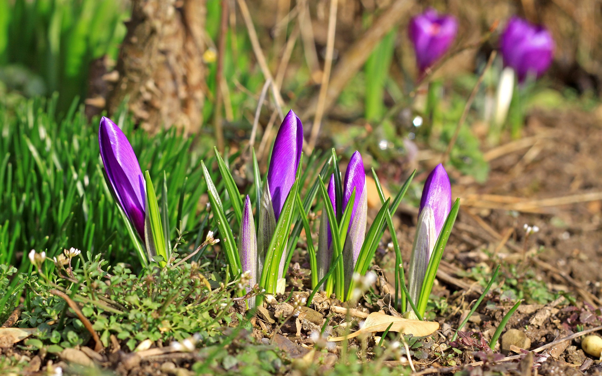 violett, krokusse, primavara