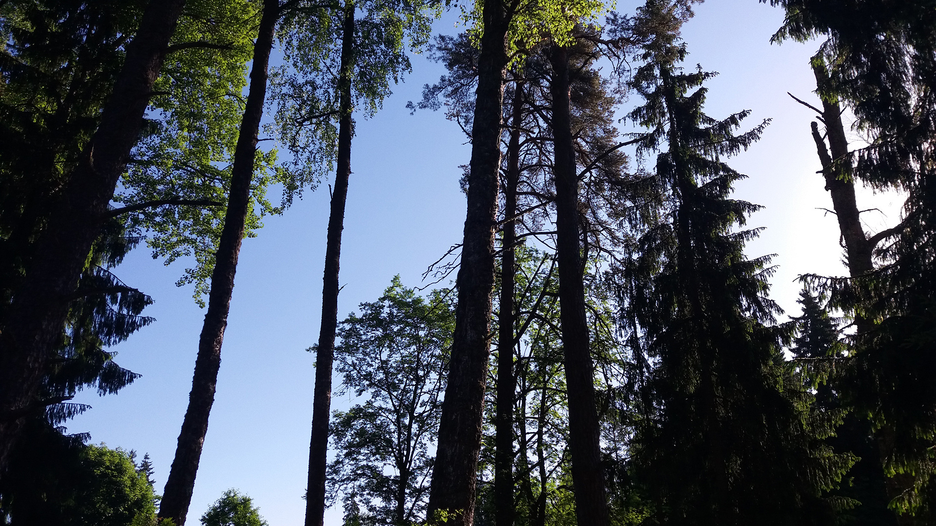 фото, дерево, перед