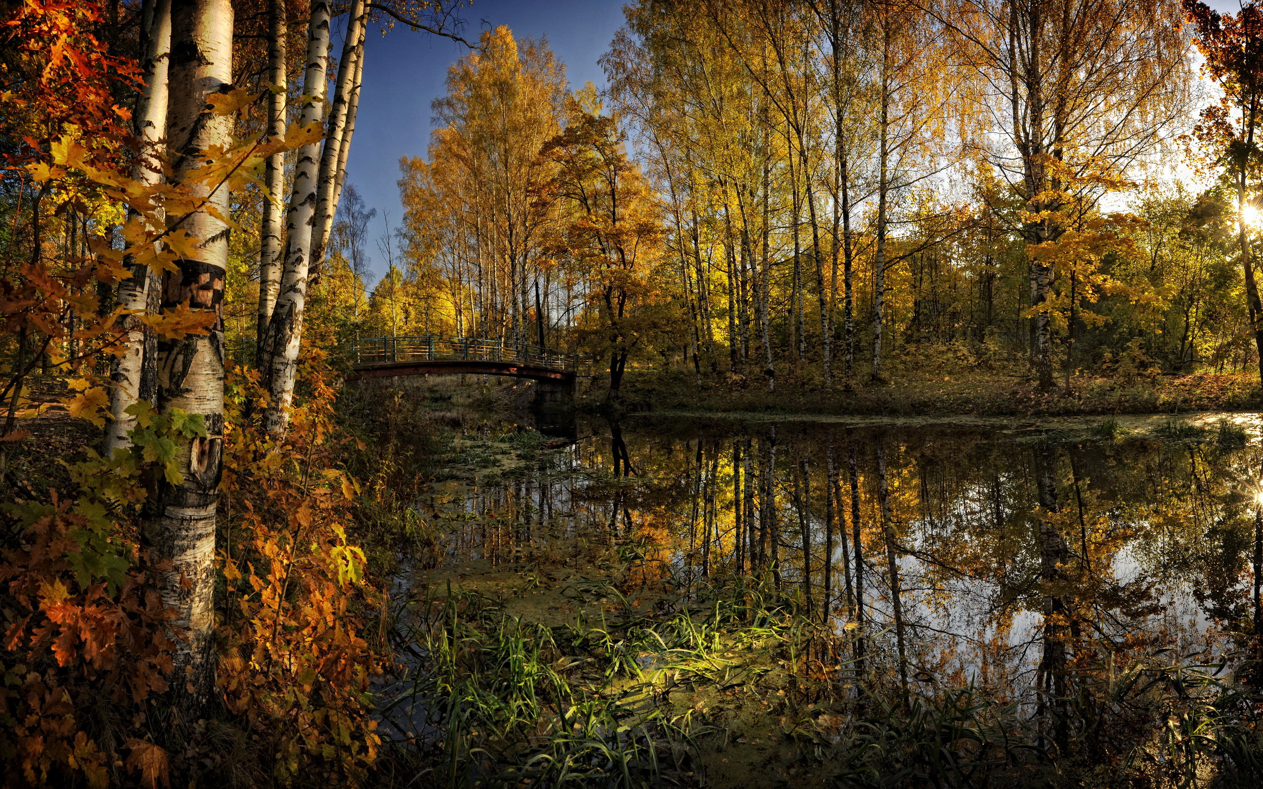 осень, деревья, лесник No 158833 разрешение 2560x1600