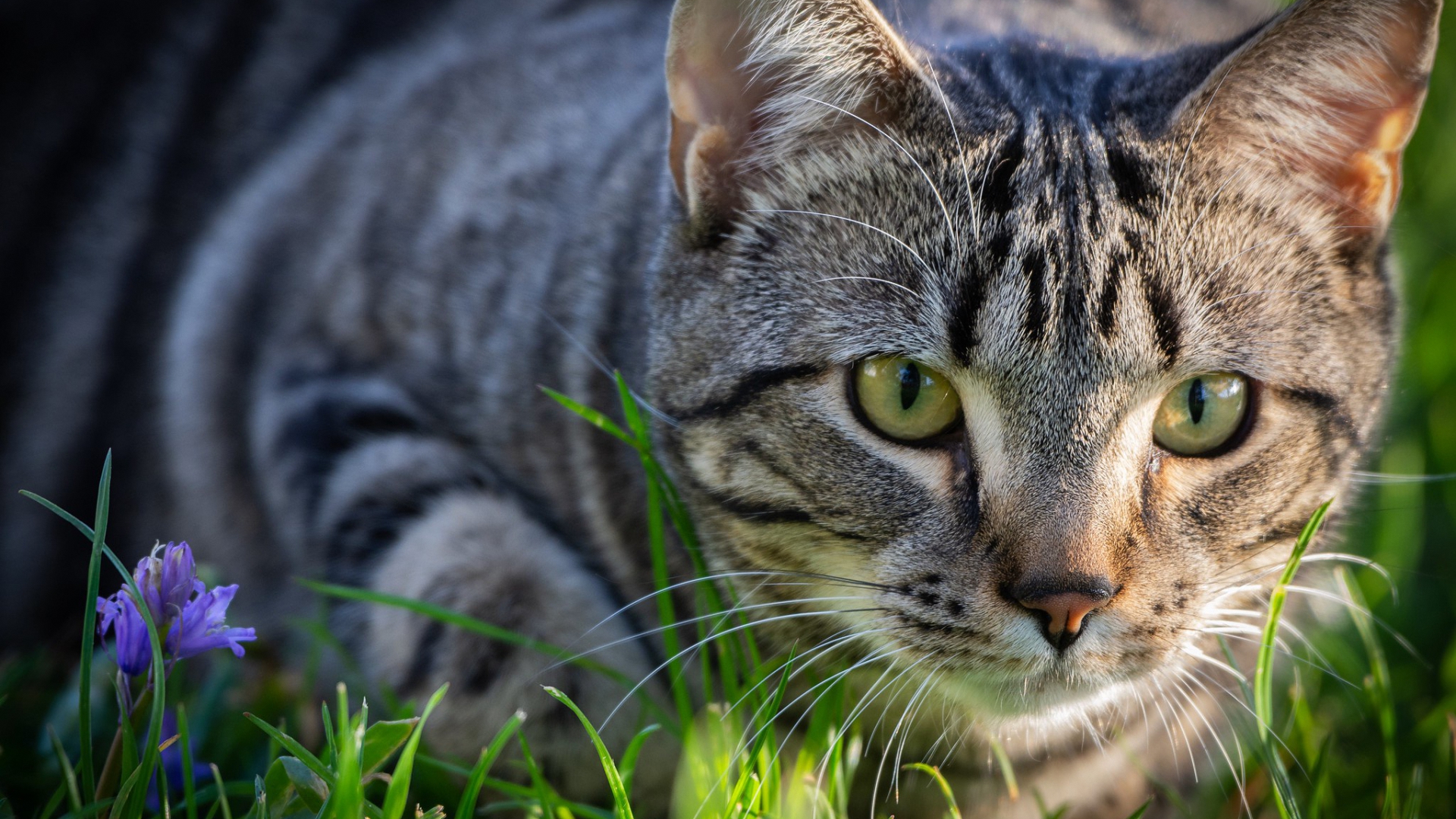 русское, русское