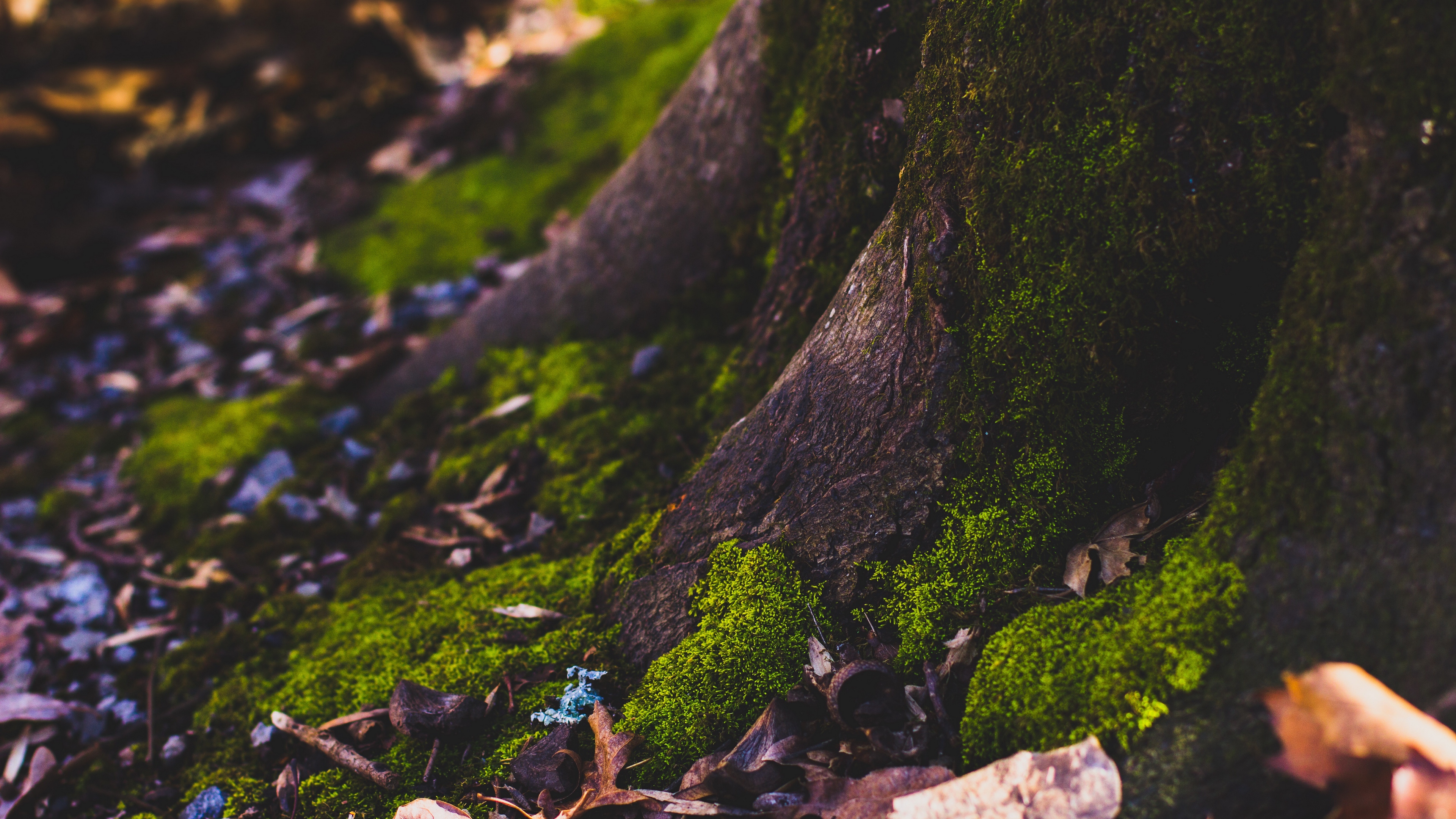 дерево, мох, листва