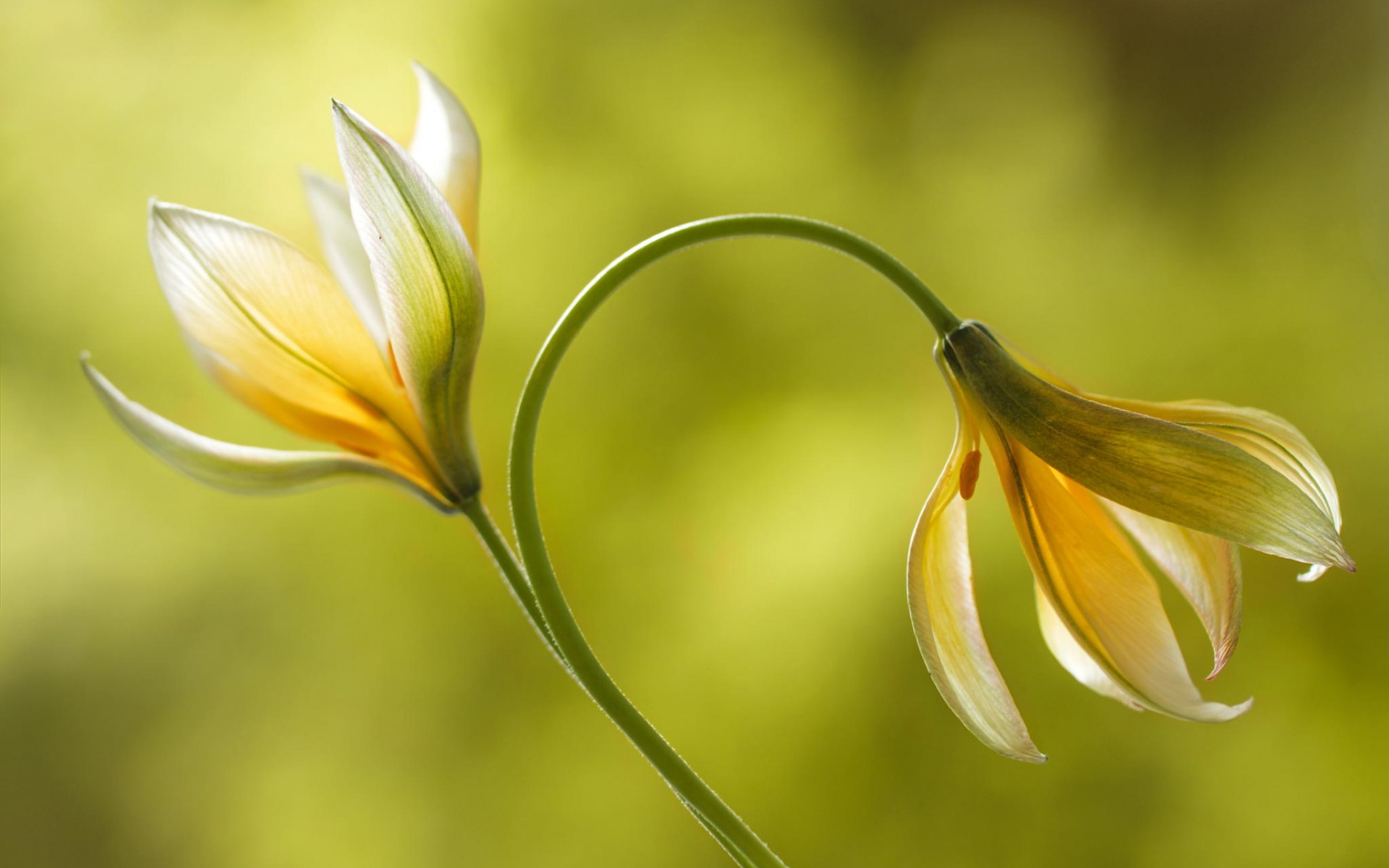 nature, photos, flowers