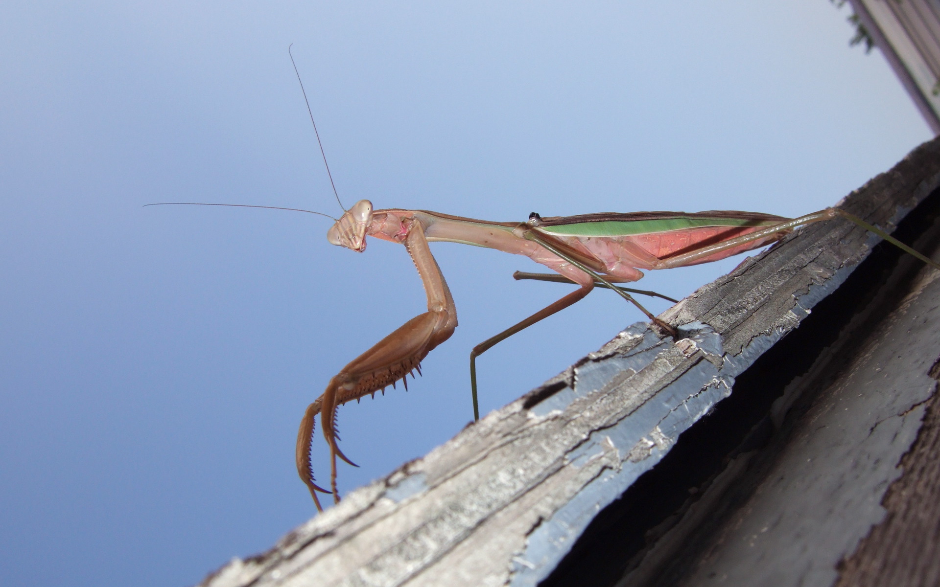 mantis, praying