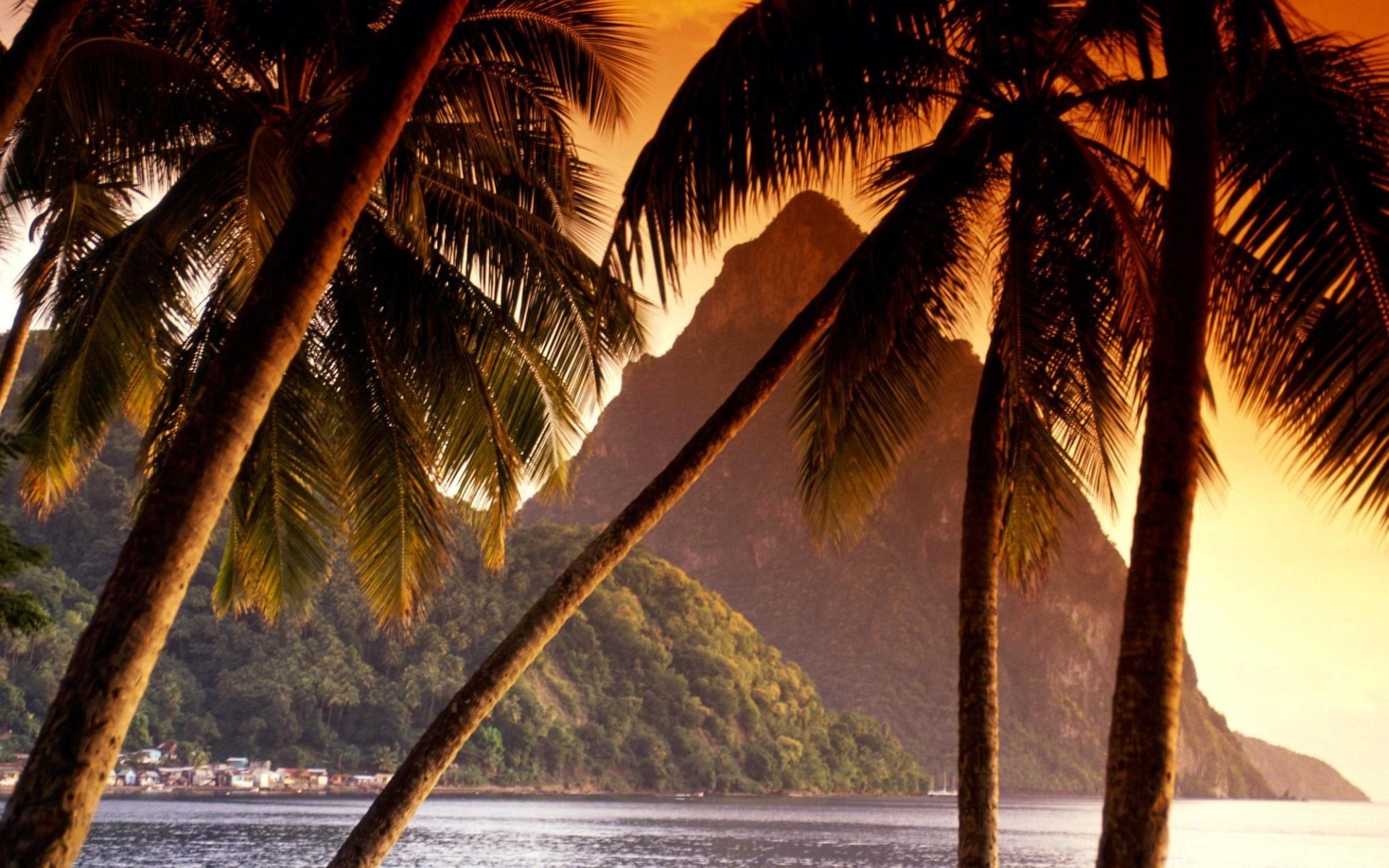 Пальмы шри ланки. Шри Ланка океан пальмы. Море пальмы. Пейзаж с пальмами. Природа пальмы.
