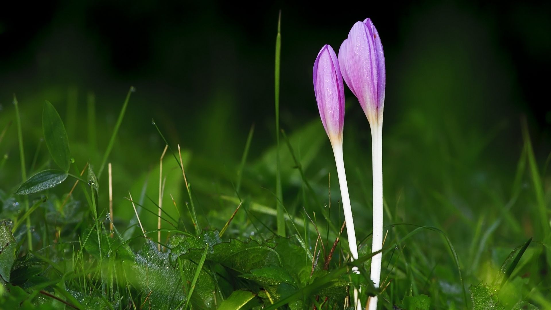 полуостров, хоспис, цвет