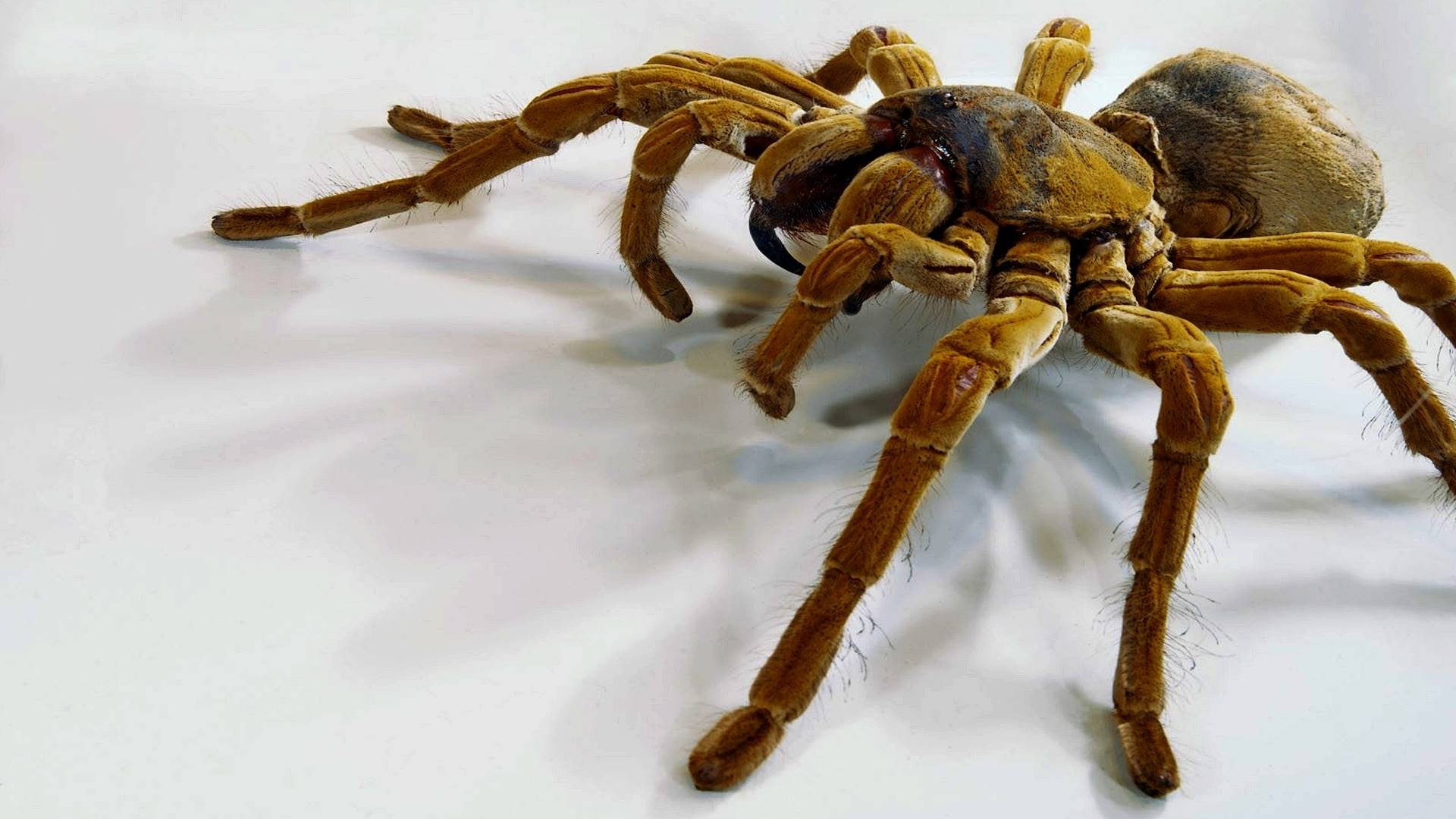 tarantula
