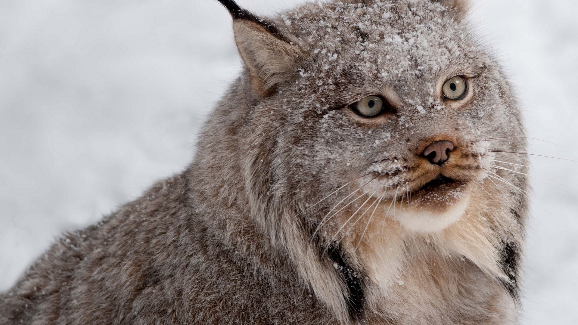 снег, хищник, рысь