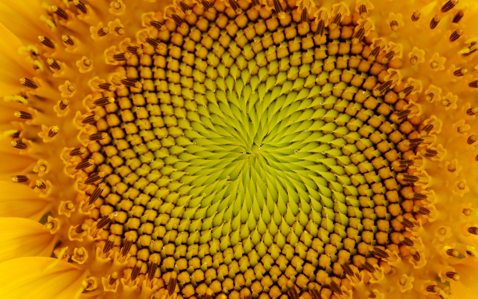 подсолнечные цветы, цветок