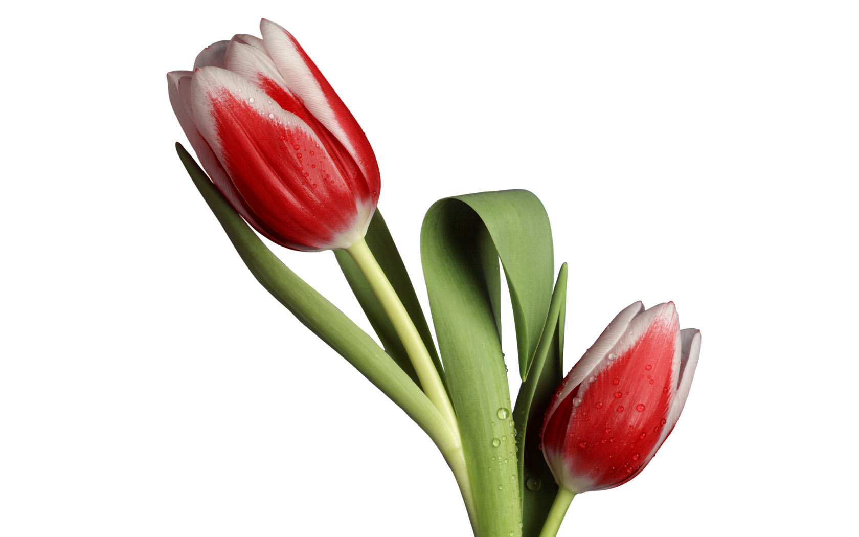 flore, susilowatus, linkedin