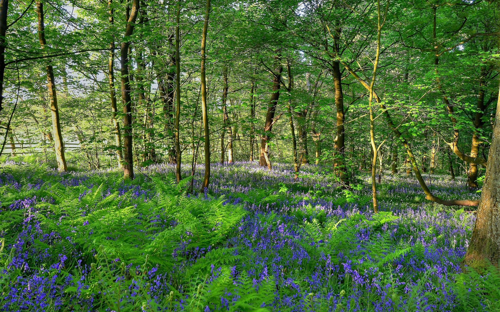 природа, телефон, категории