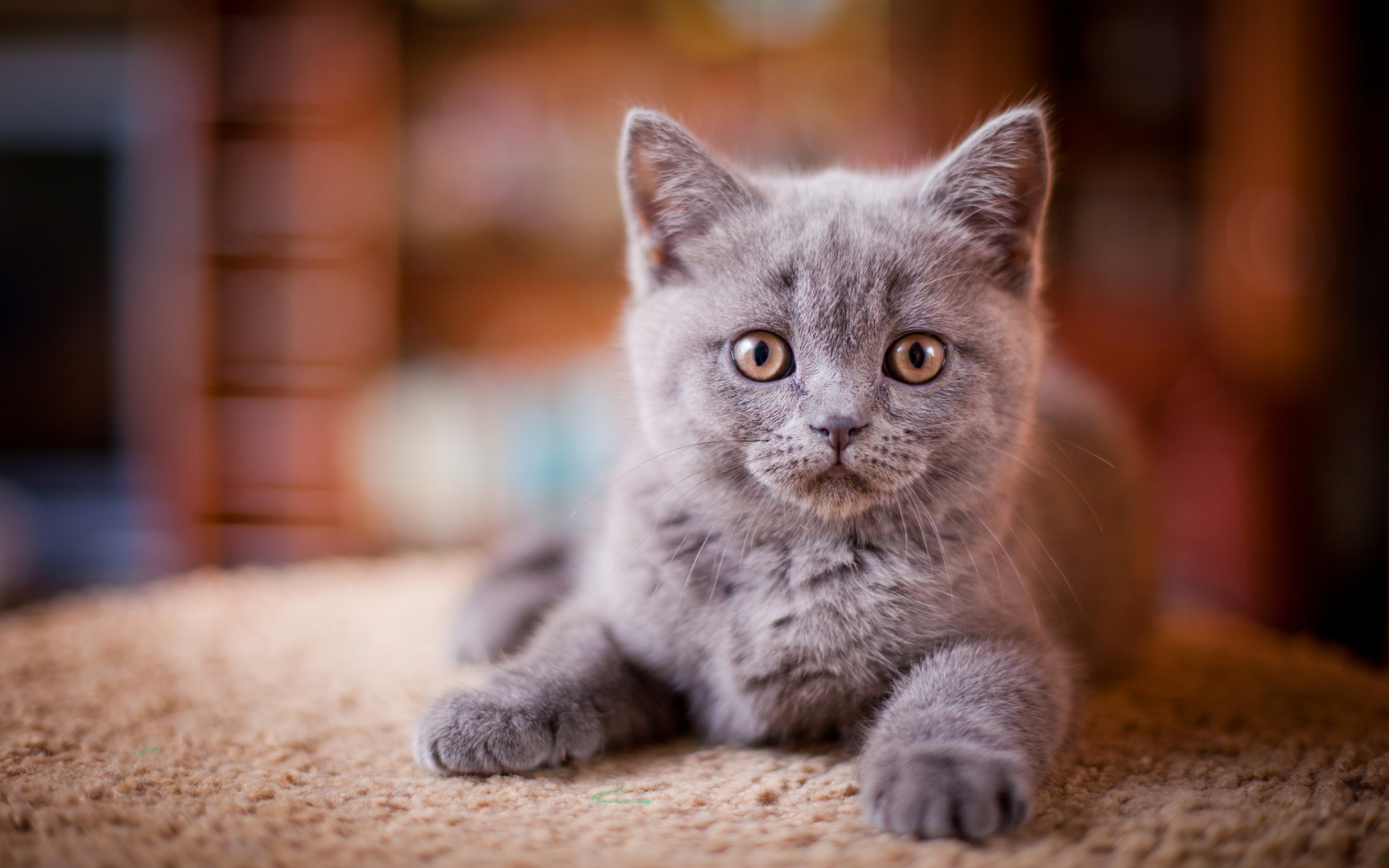 животное, котенок