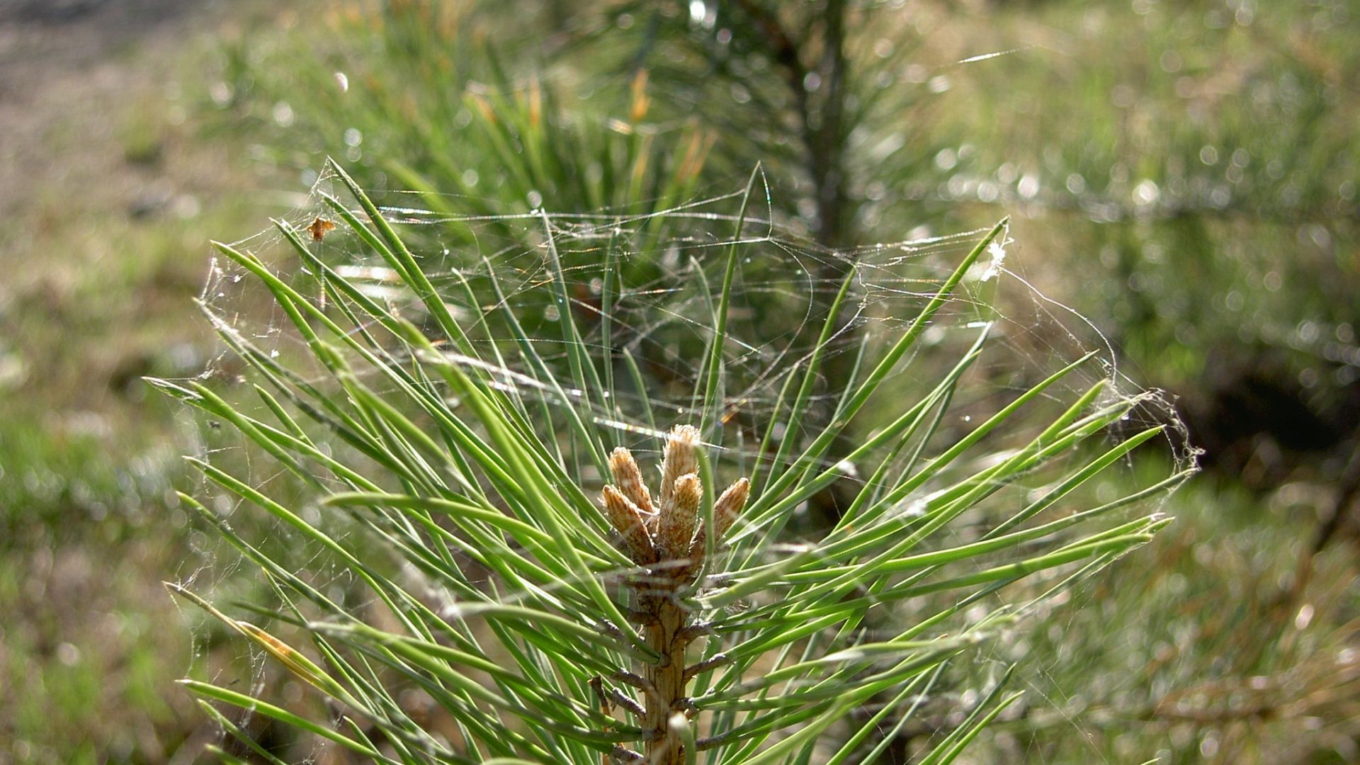 pine