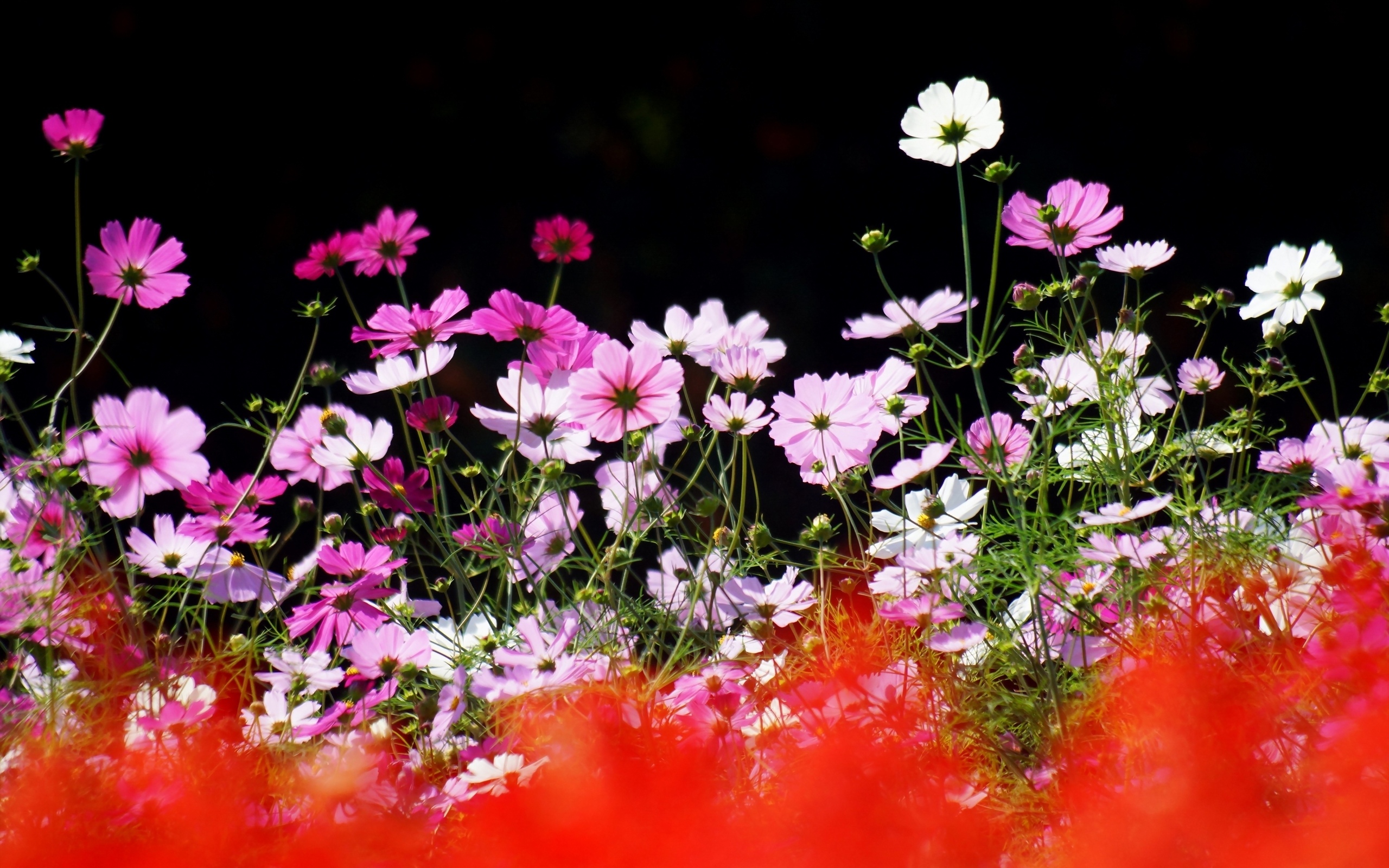природа цветы лето бесплатно