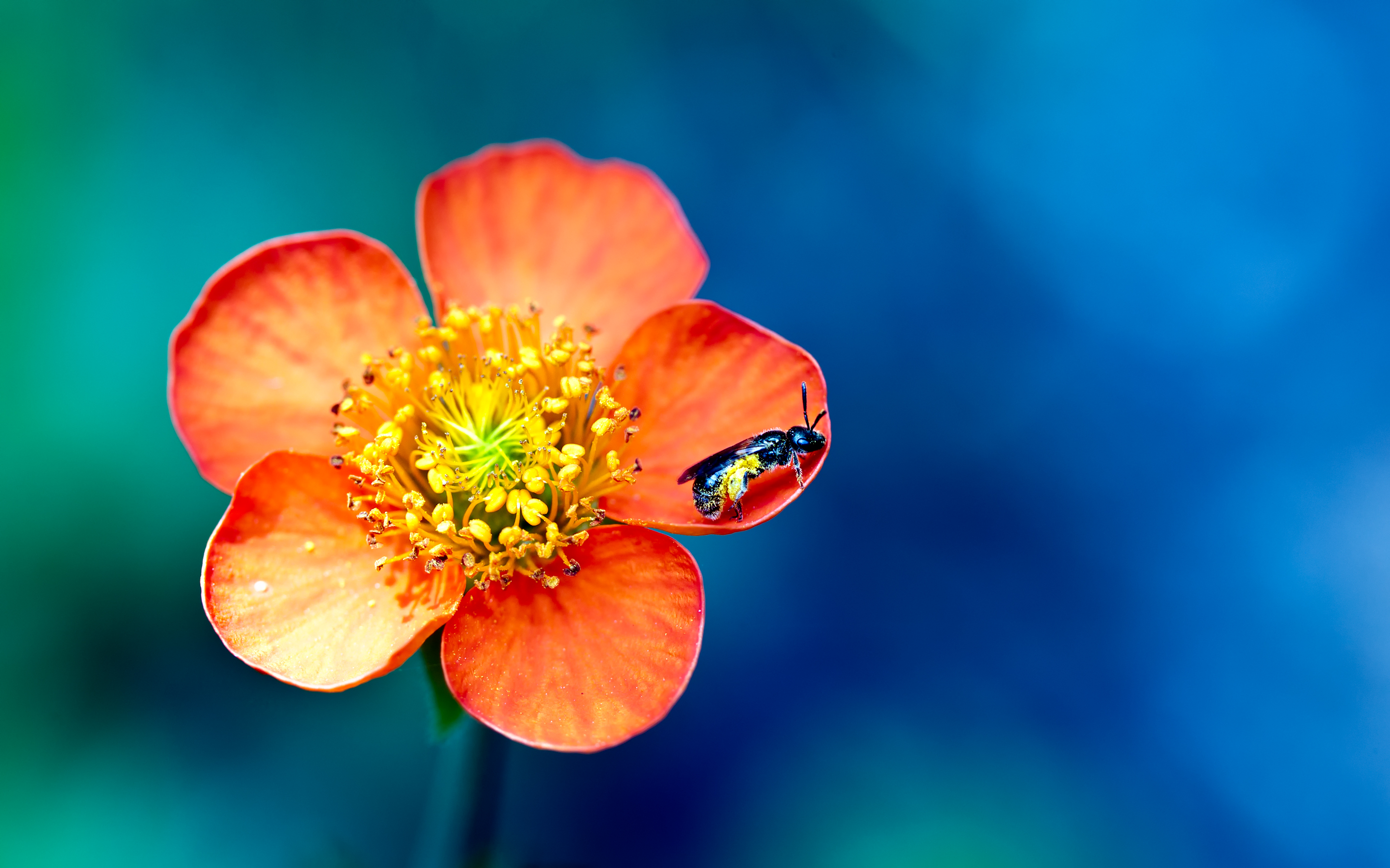природа насекомое пчела цветы макро без смс