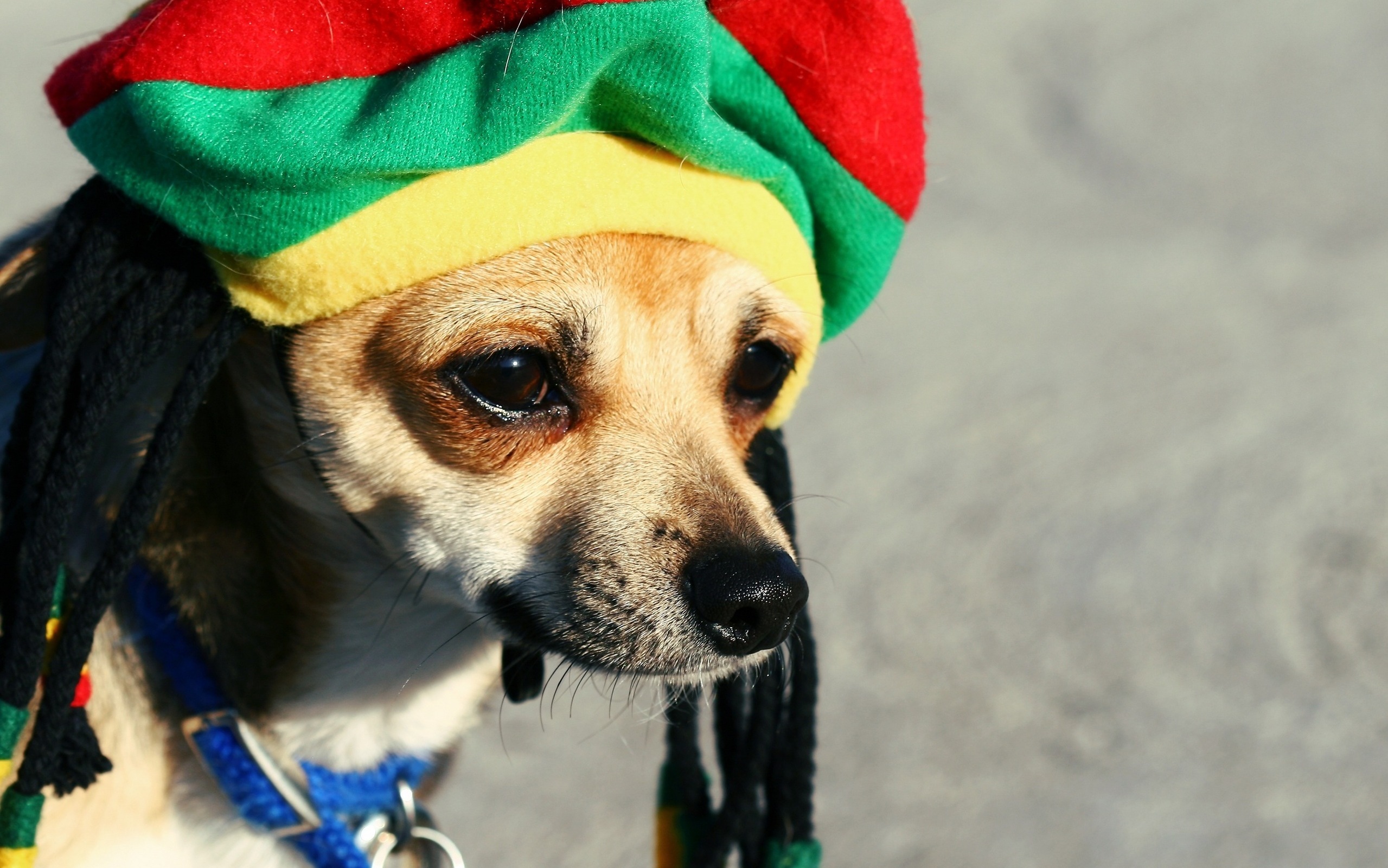 rasta, подсмотренный, немецкий