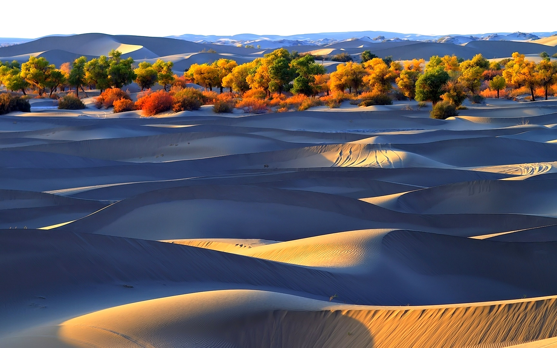 Оазис скорость. Пустыня Барханы Оазис. Чарские Пески Оазис. Оазис озеро Юэяцюань. Оазис и Бархан.