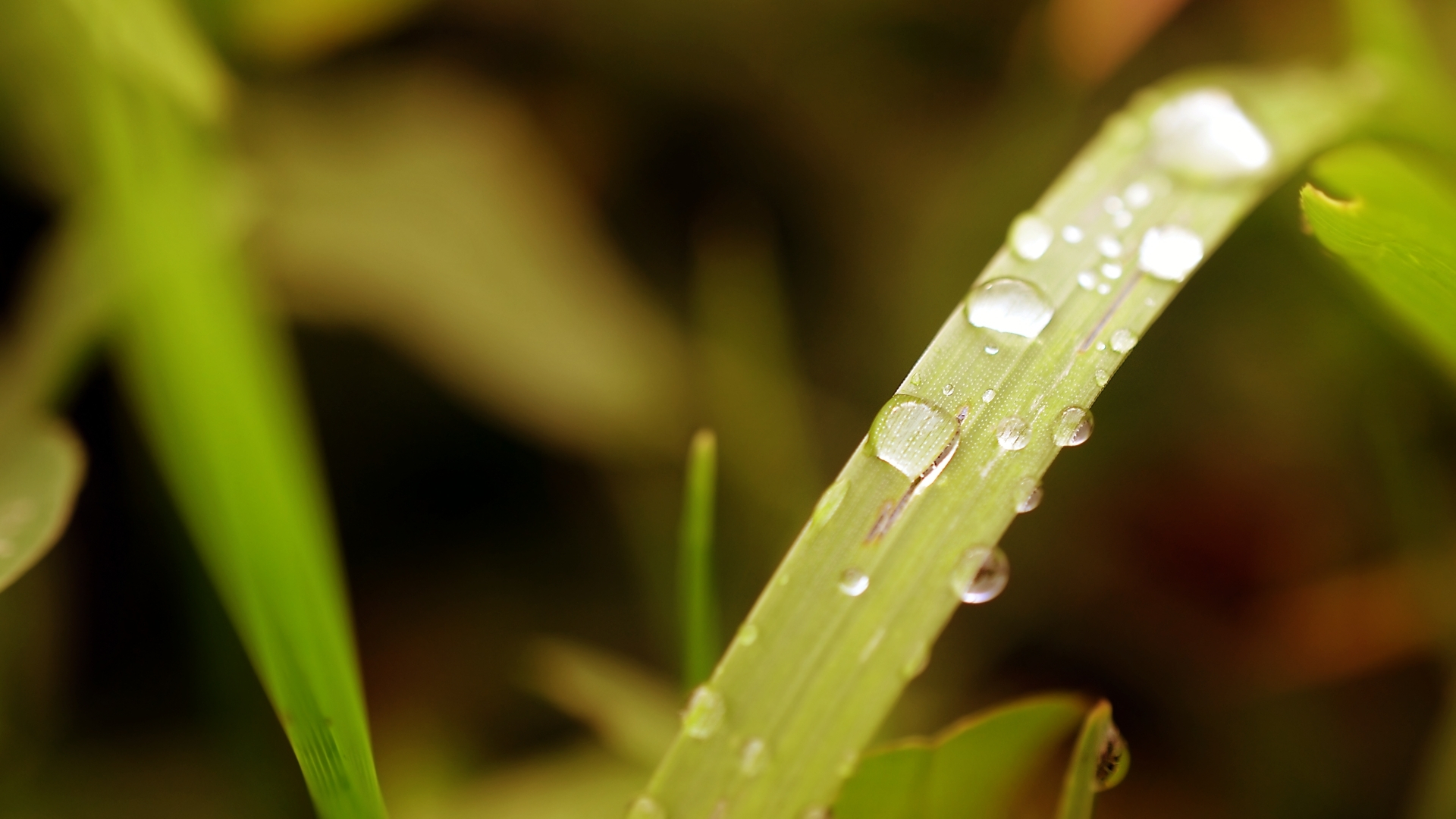 plants, free, download