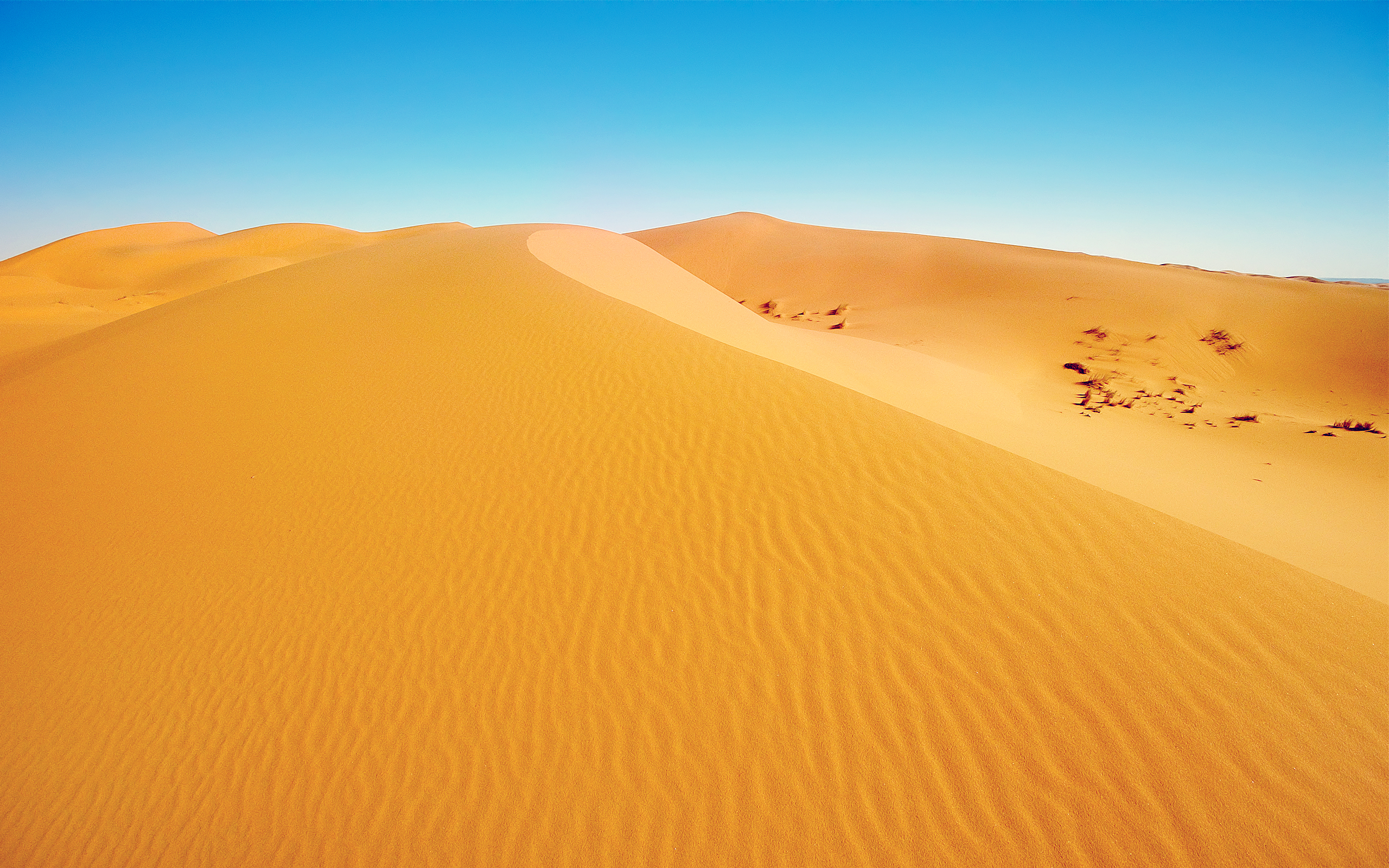Пустыня дюны барханы песок пальма загрузить