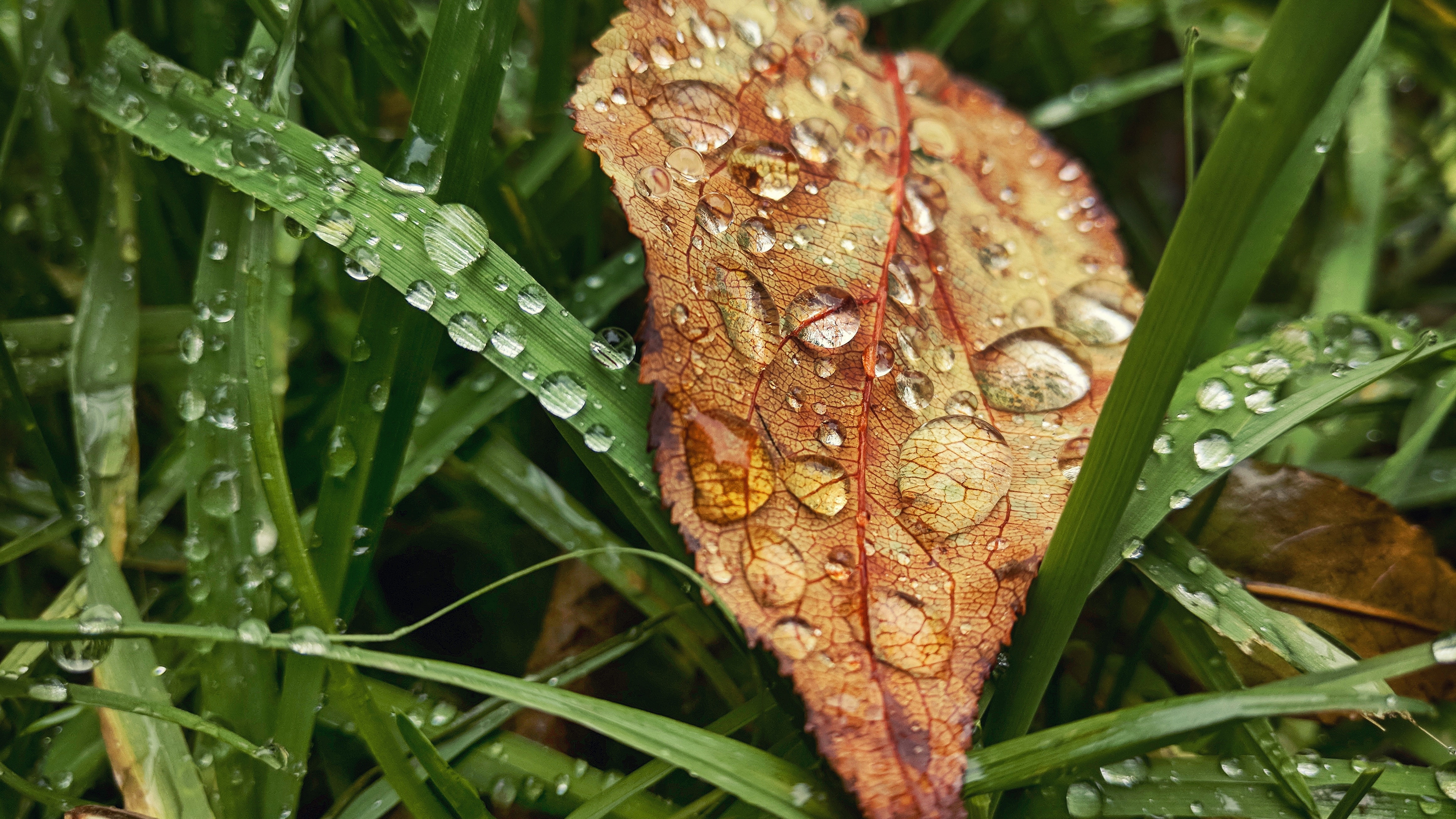 leaf, drop, пасть