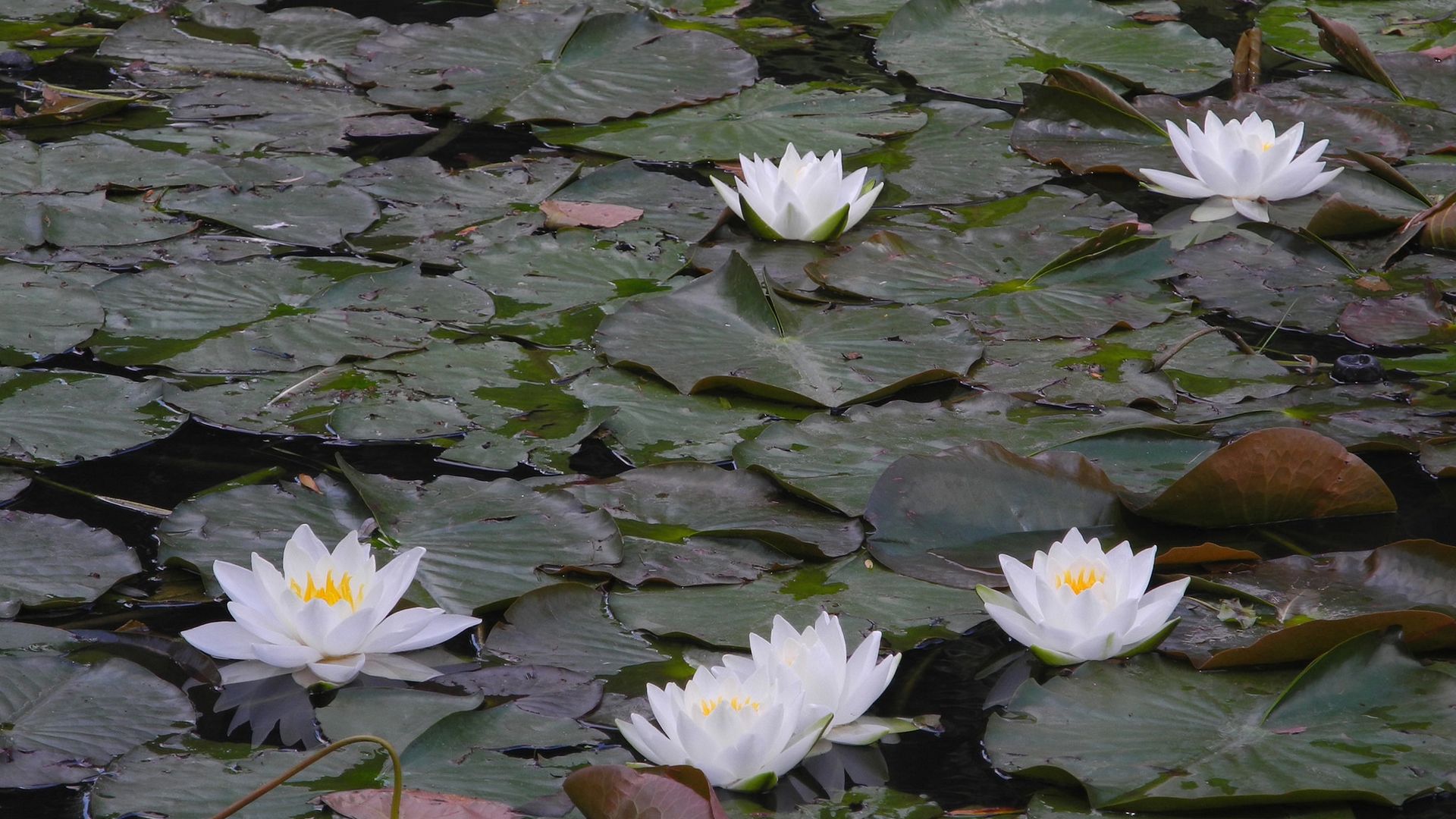 lotus