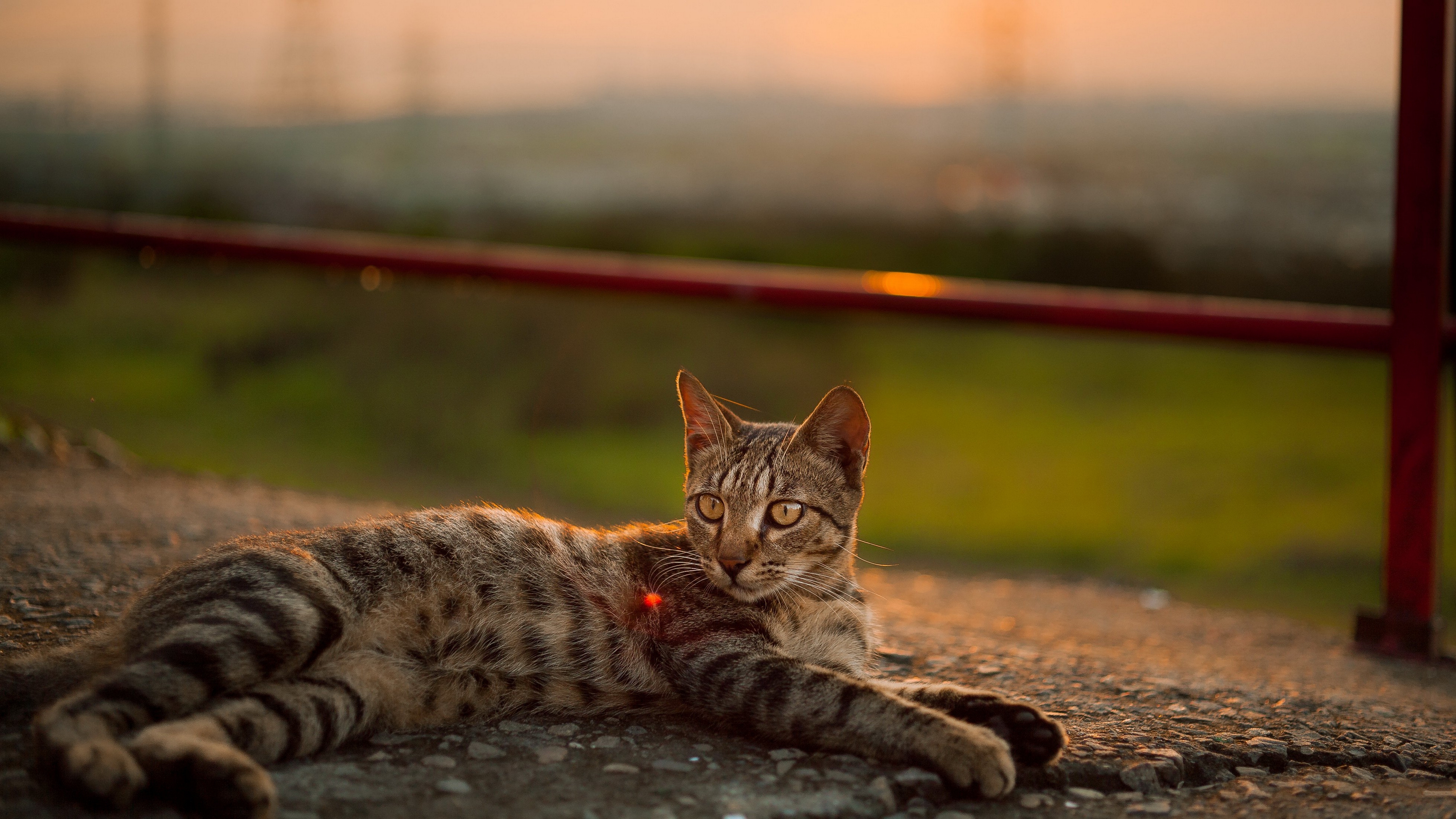кот