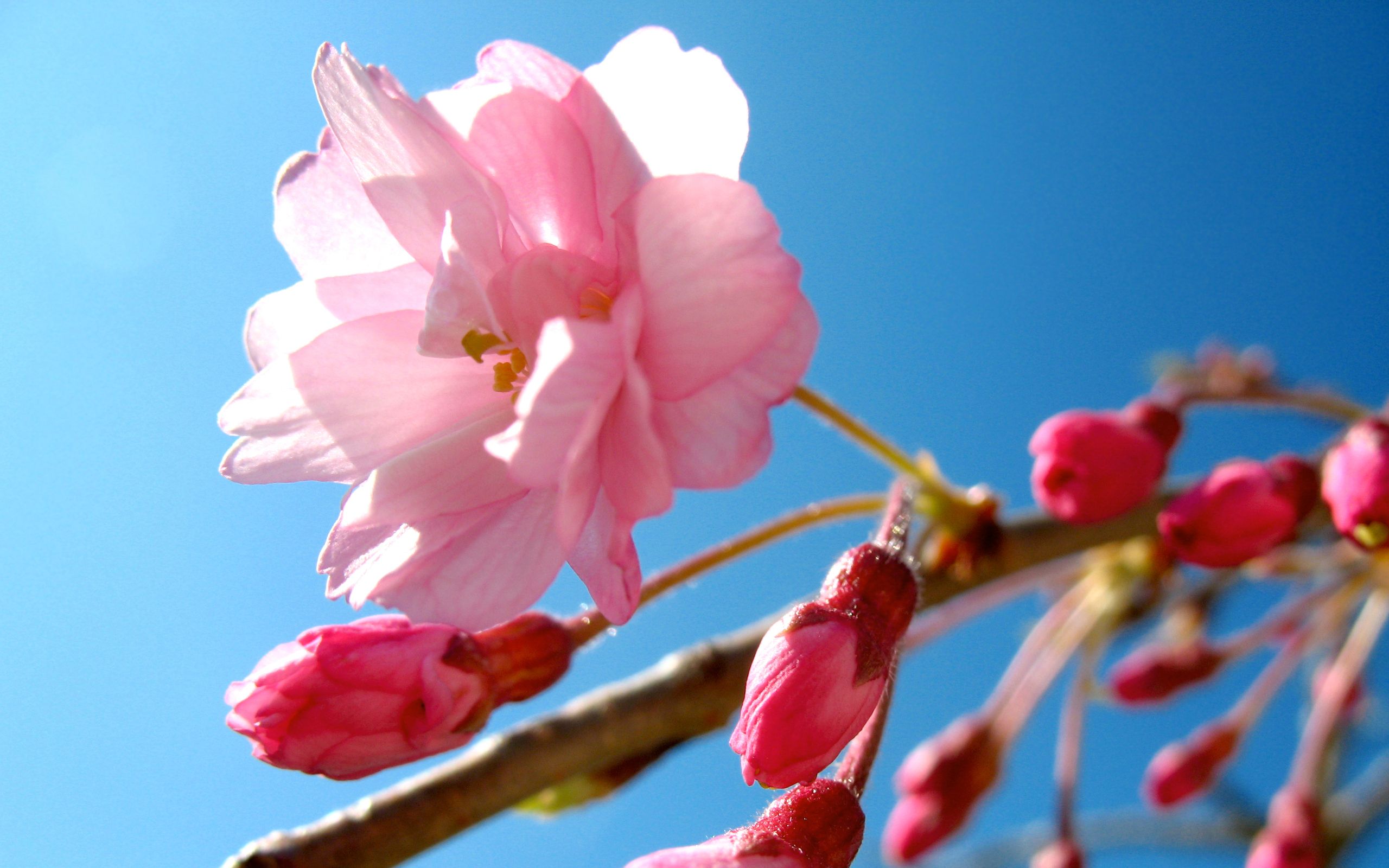 цветы, сакур, тв