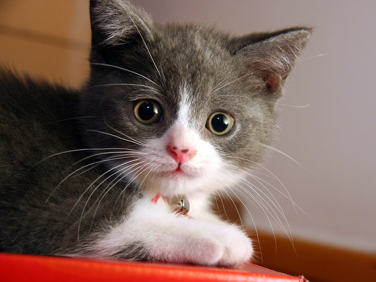 кошки, коты, животные