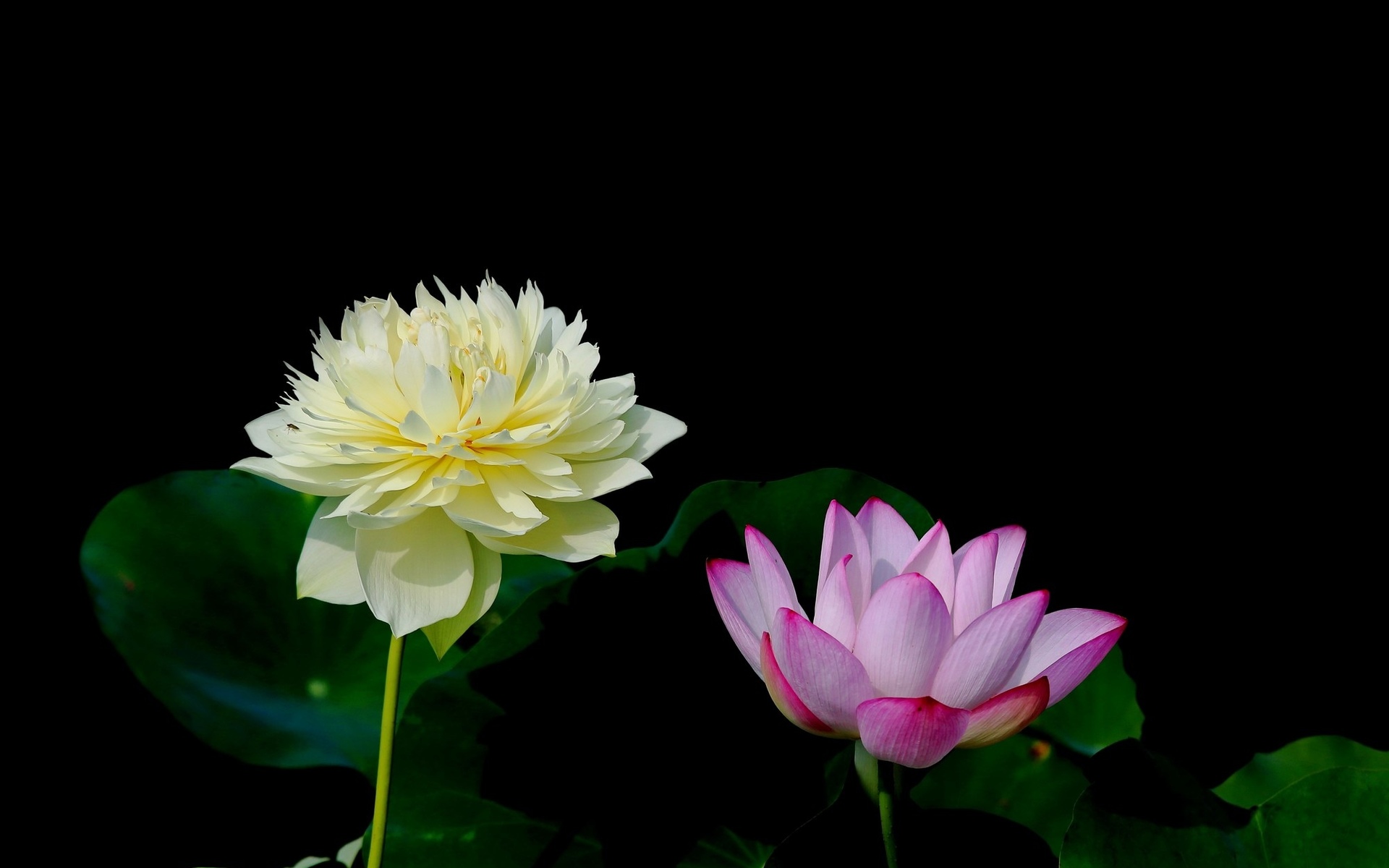 толпа, лотос