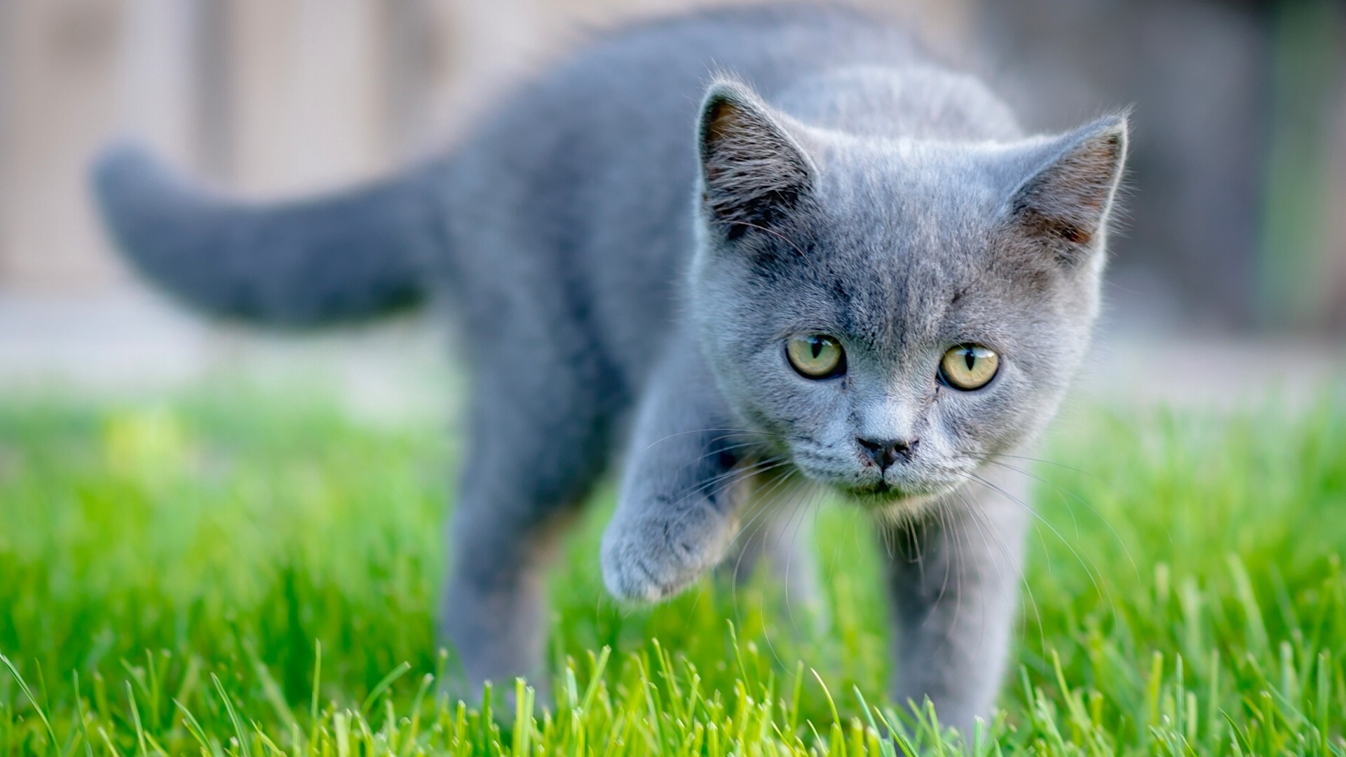 кот, картинка, смотреть