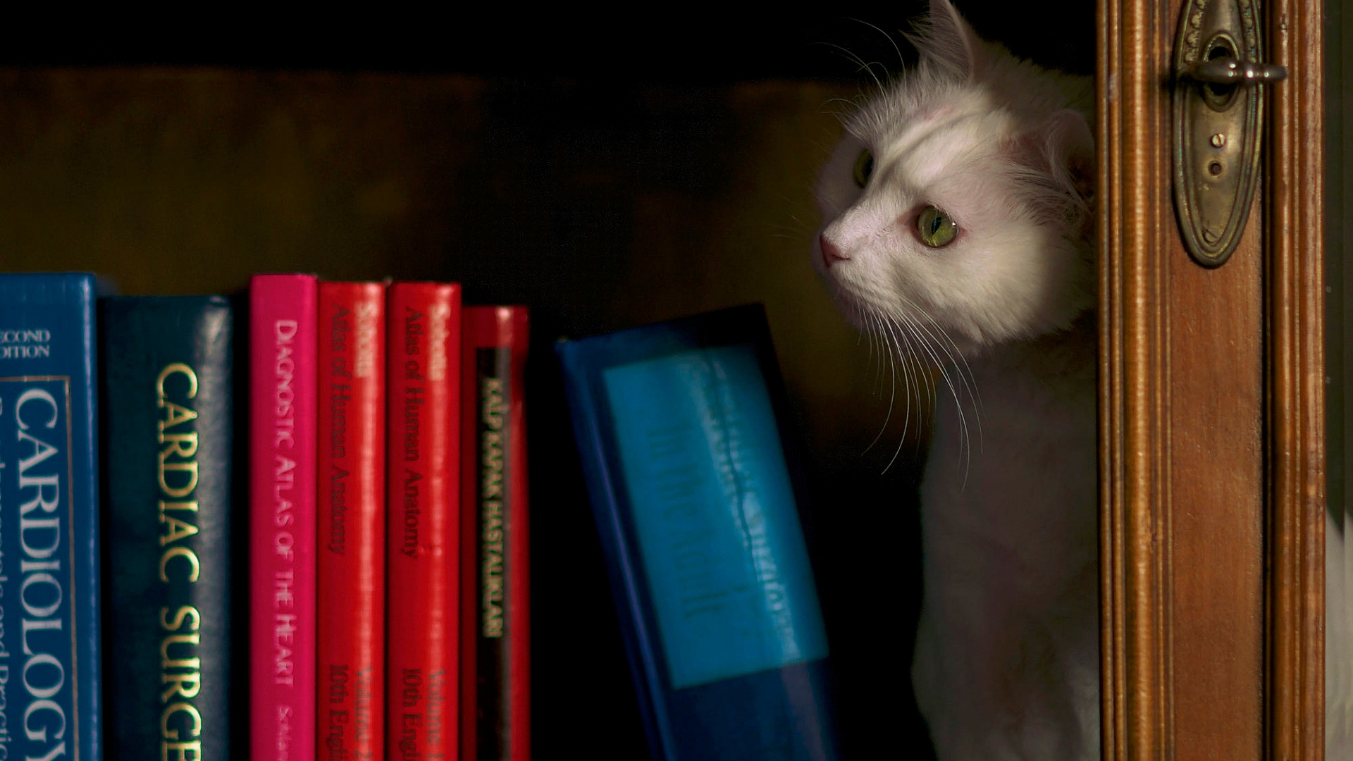 книга, полк