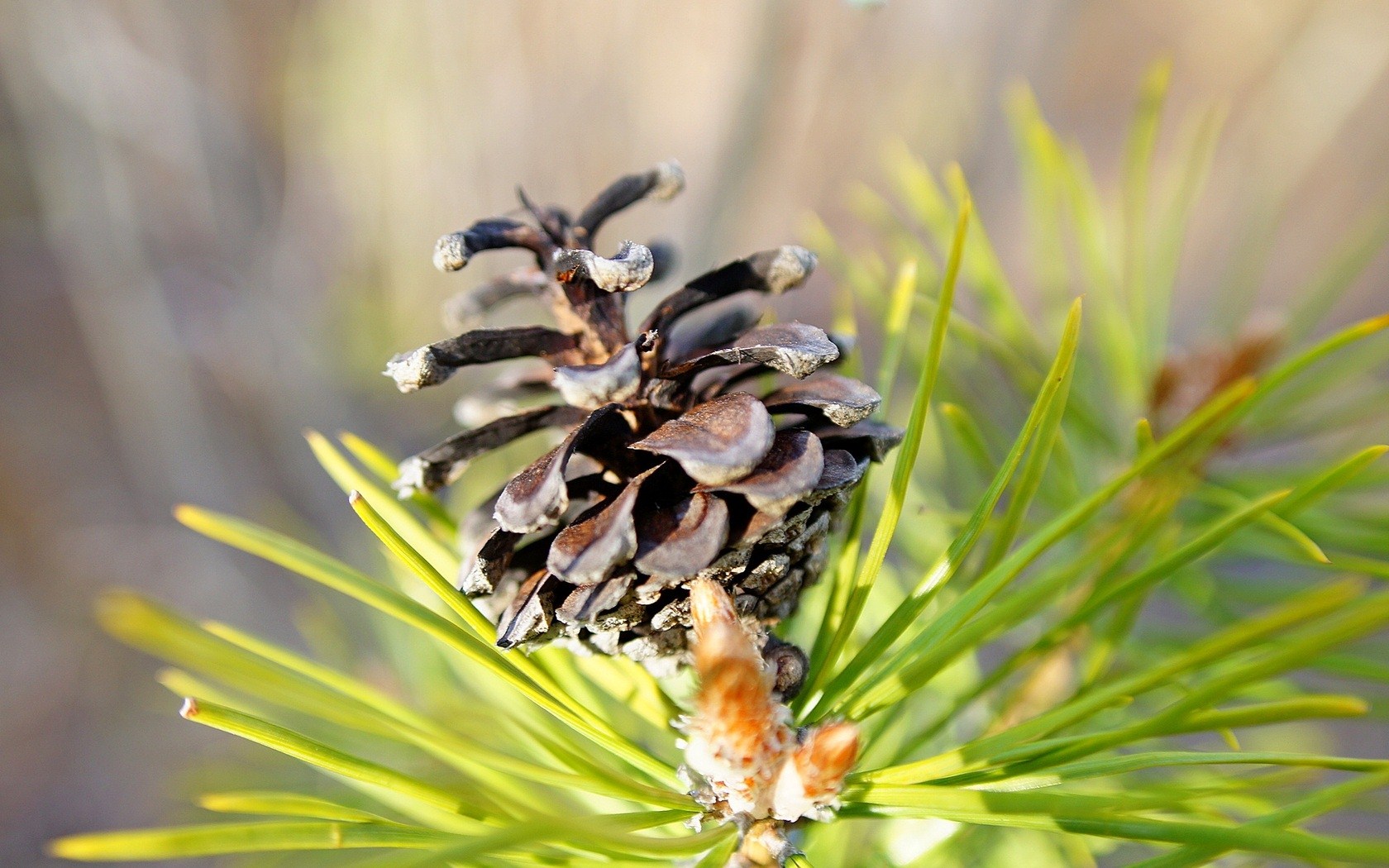 сосна, шишка, pinus