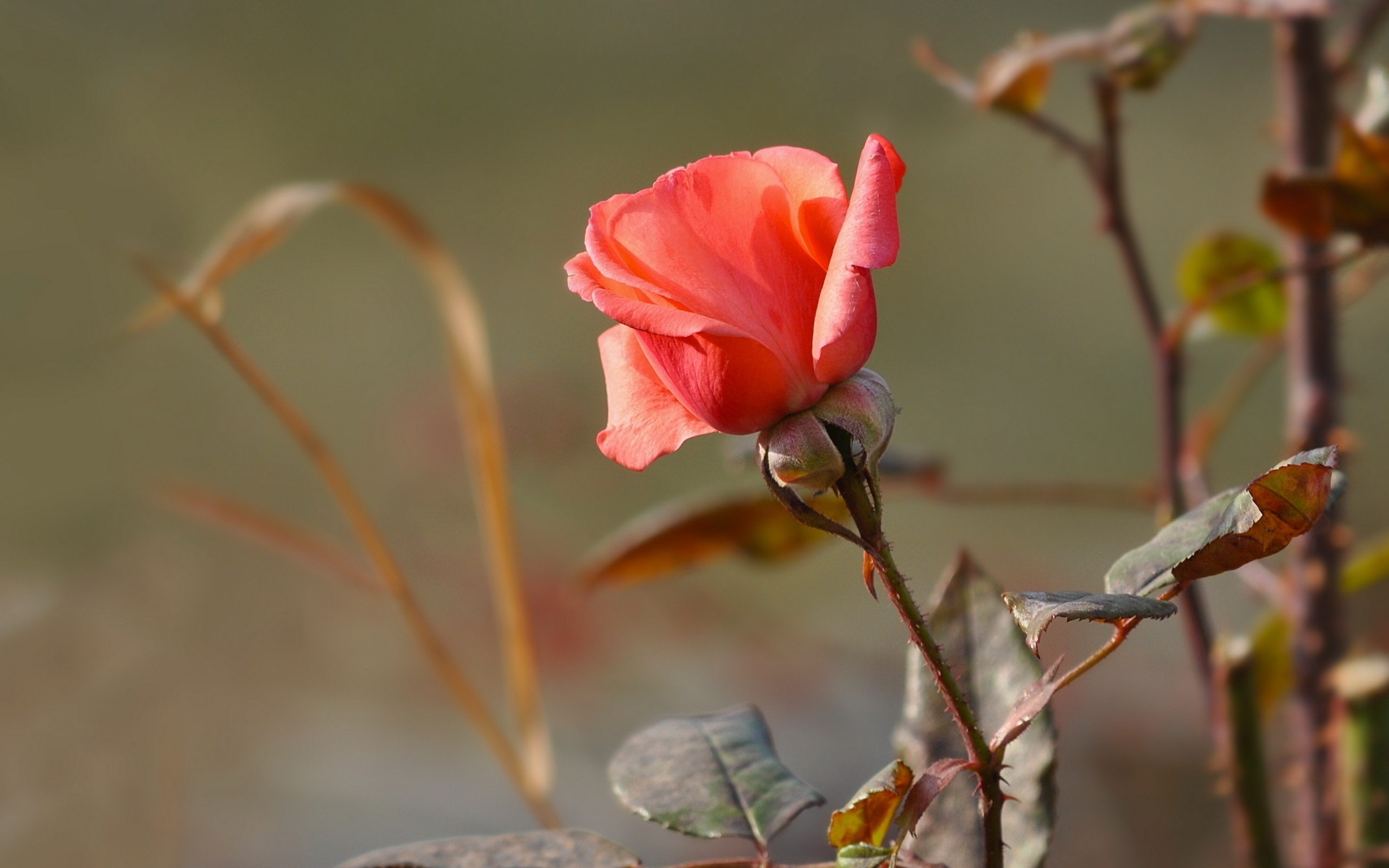 природа цветы роза nature flowers rose загрузить