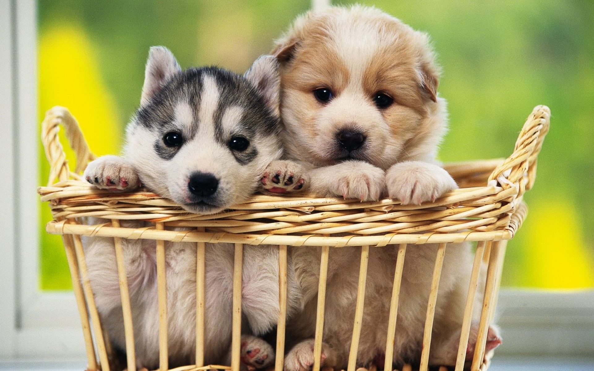 природа животные собаки щенки корзина nature animals dogs puppies basket без смс