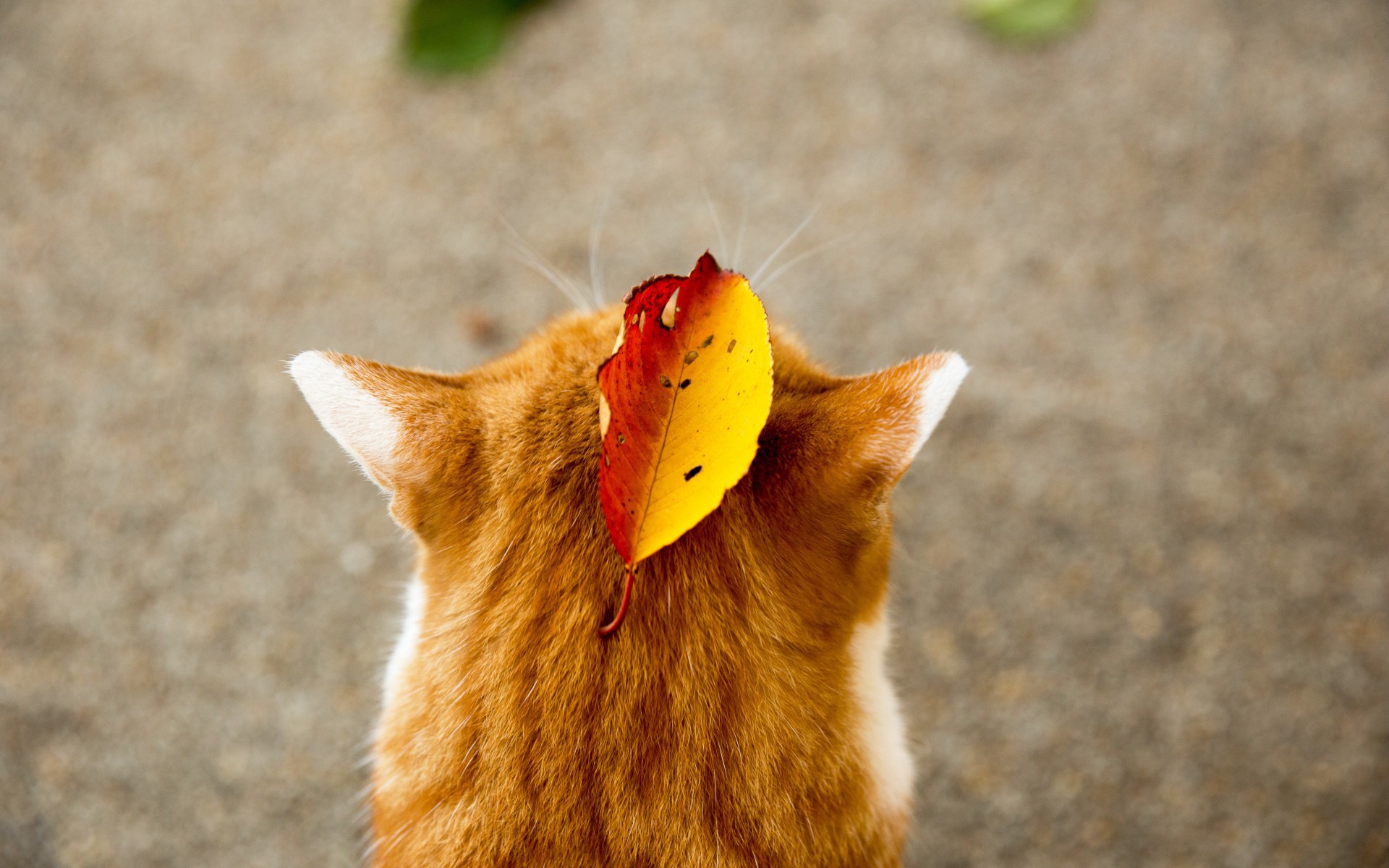 con, gato, thường