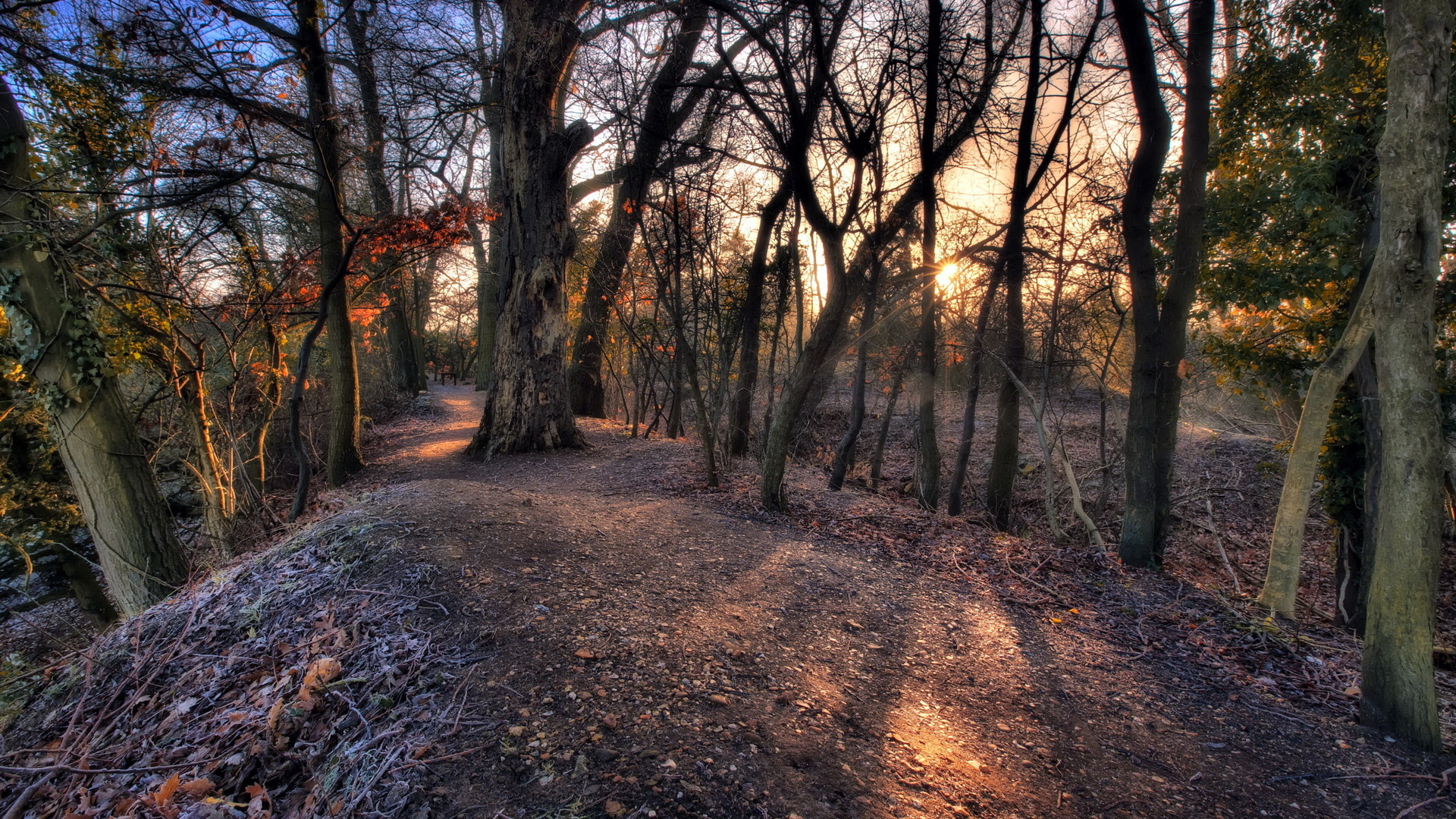 лес, руническая, осень