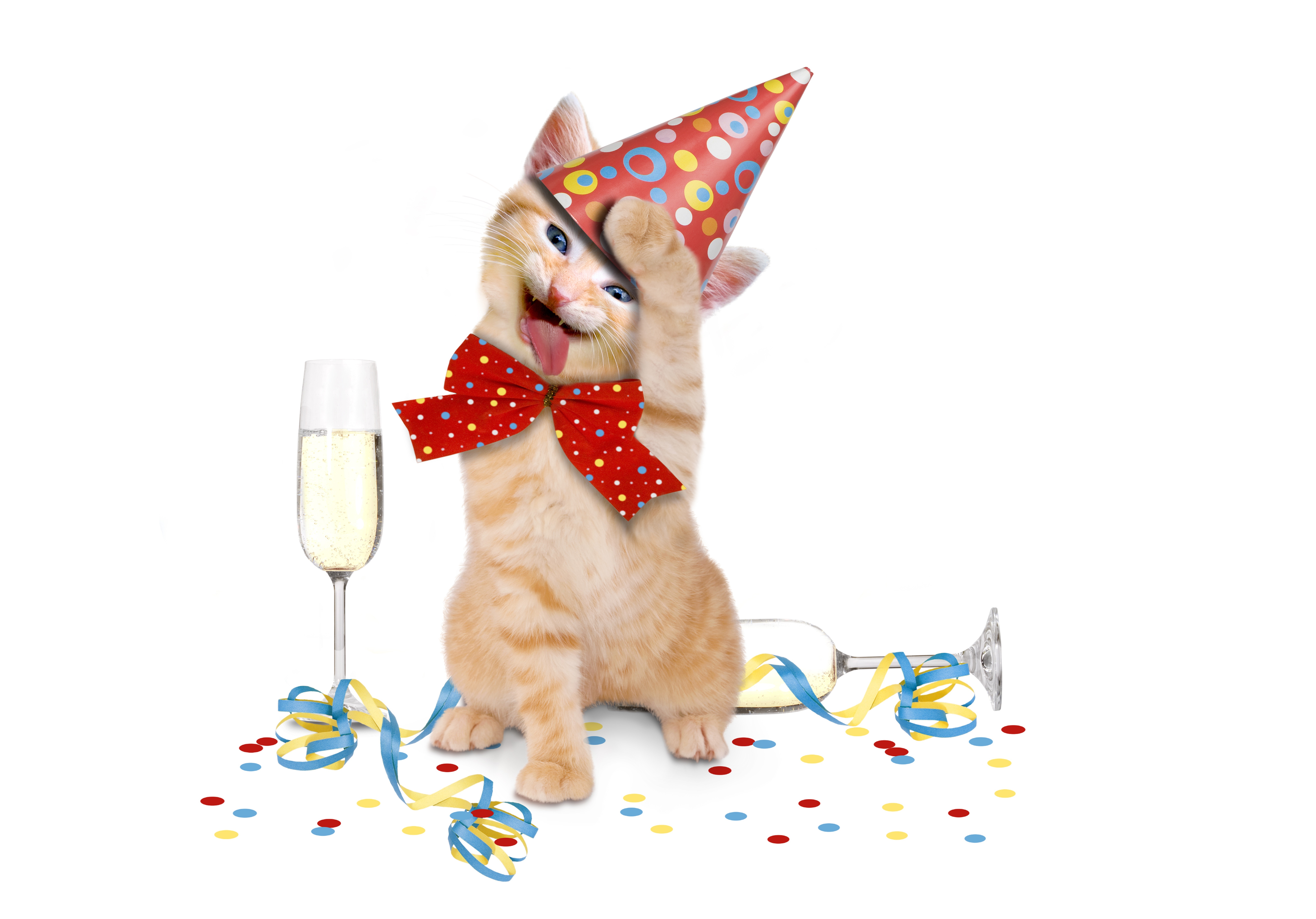 День рождения кота песня. С днем рождения кошки. Кот в праздничном колпаке. Котенок поздравляет с днем рождения. Кот в колпаке день рождения.
