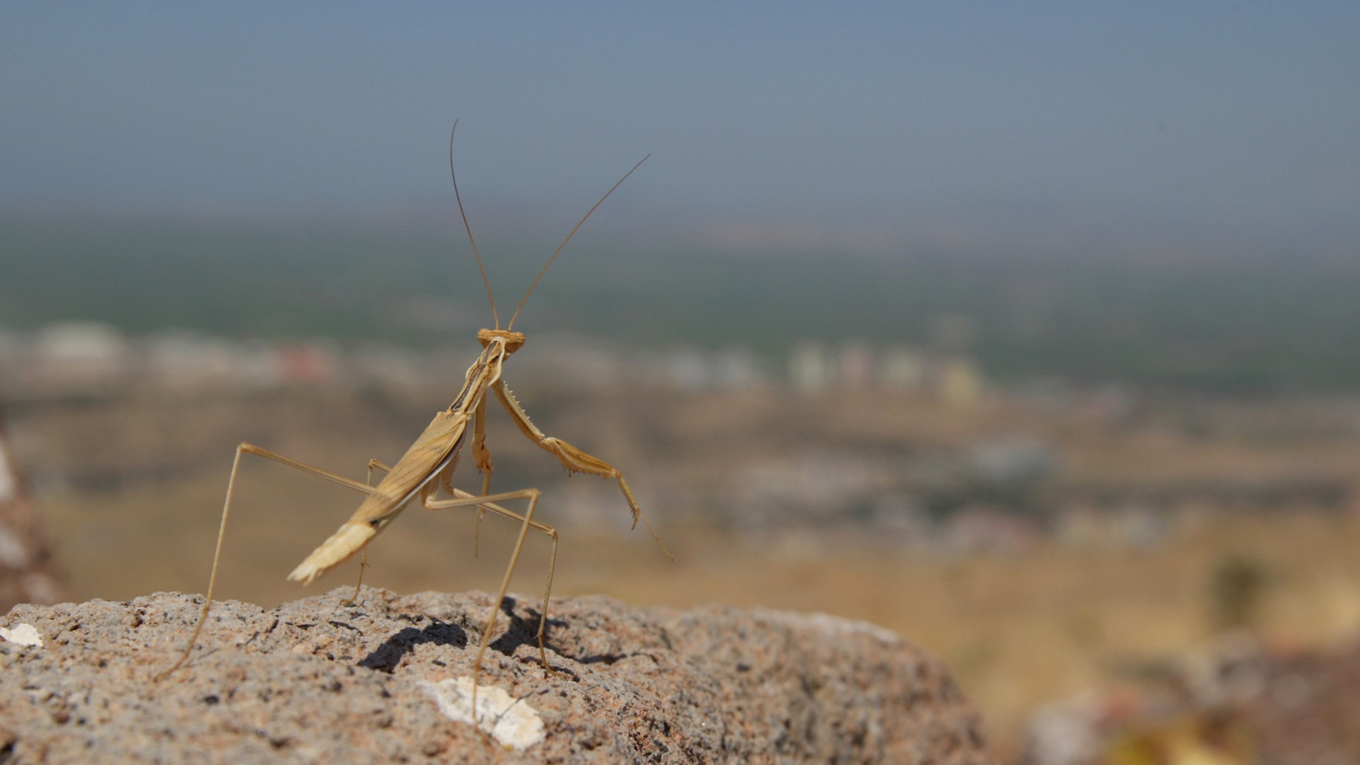 mantis, большой