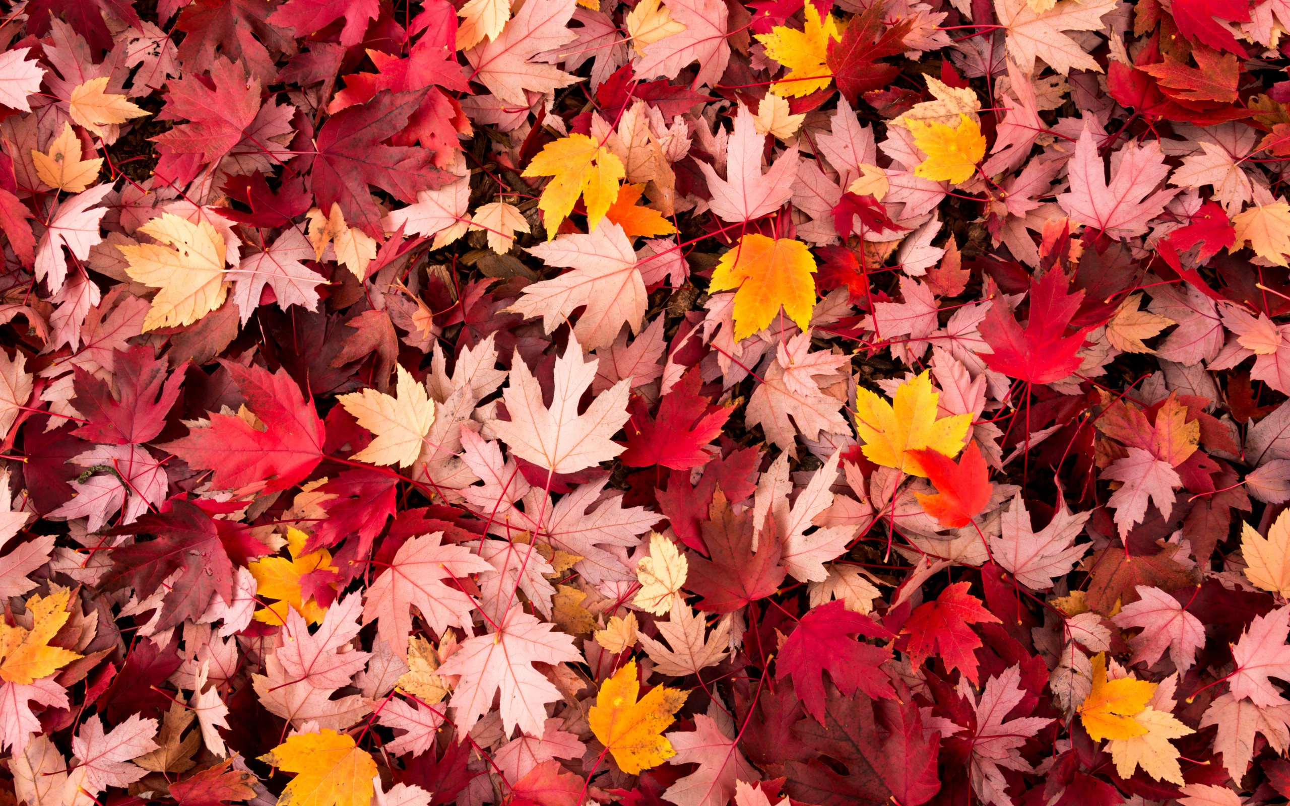 lorem, ipsum, is Разрешение 2560x1600