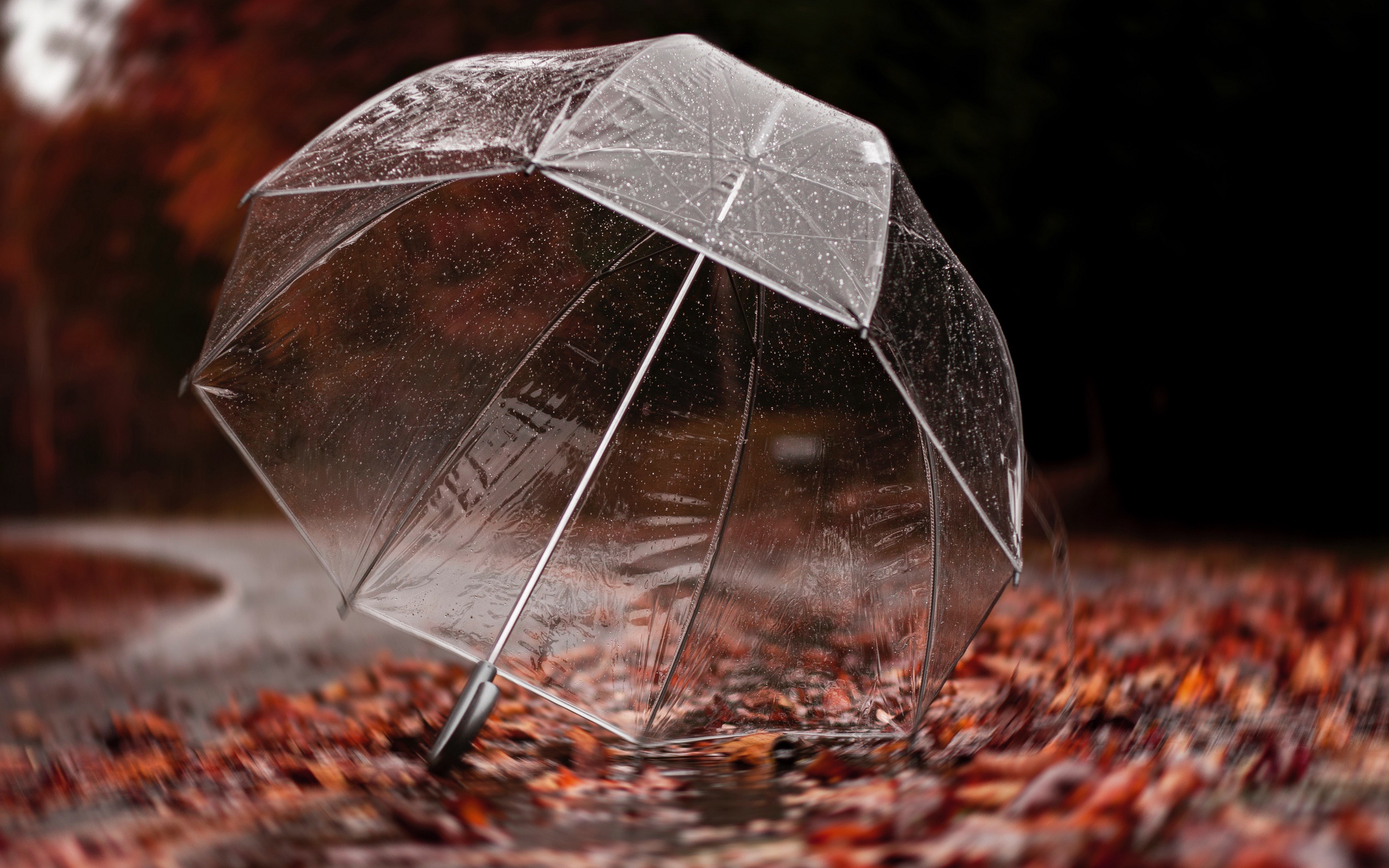 дождь осенью фото красивые картинки