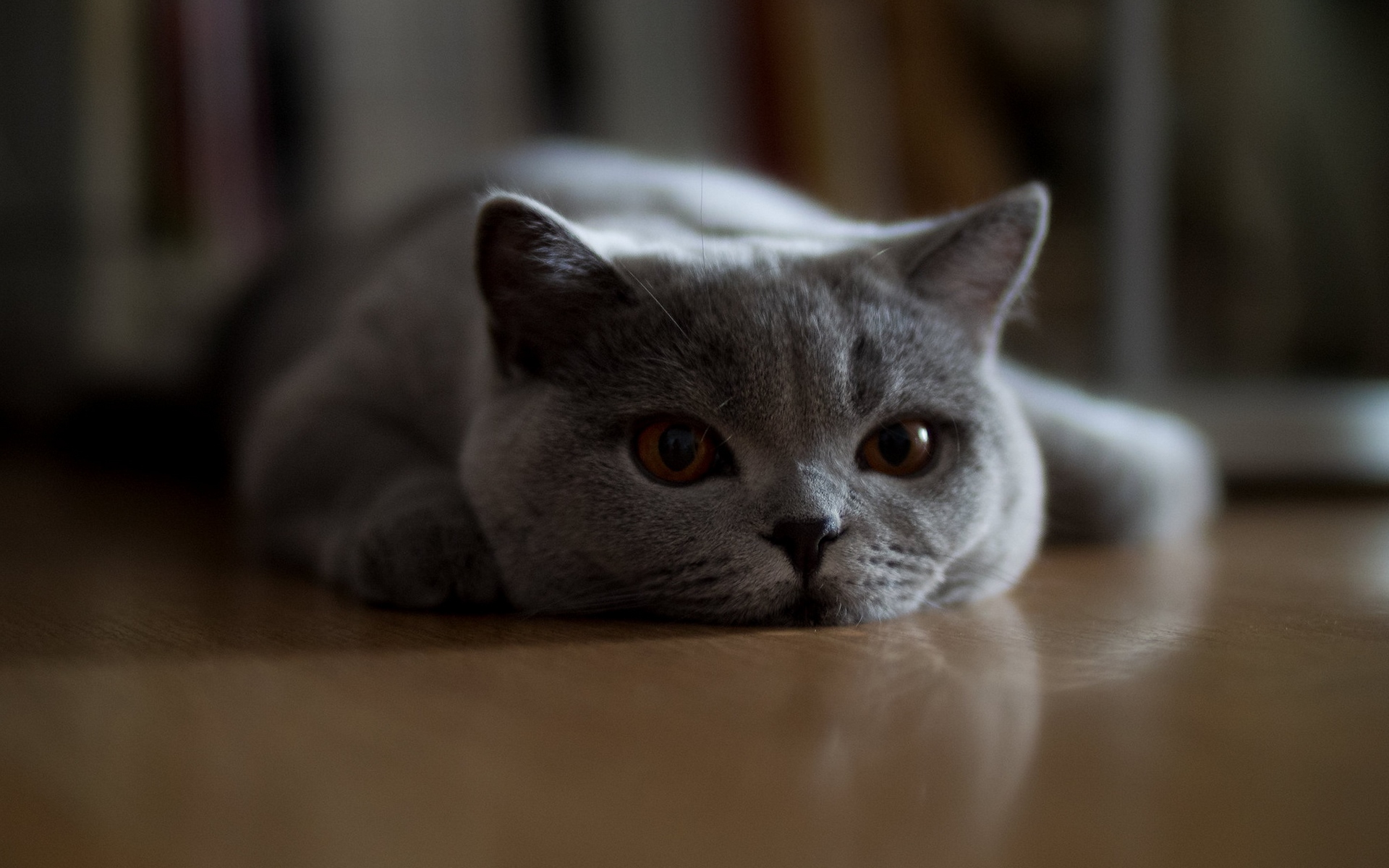 британское, короткие