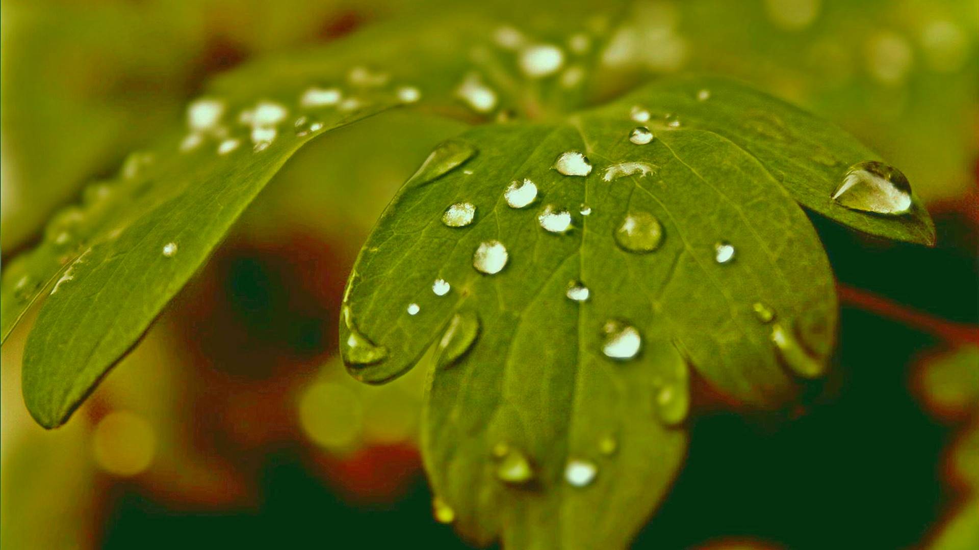 листья, зелёные, капли