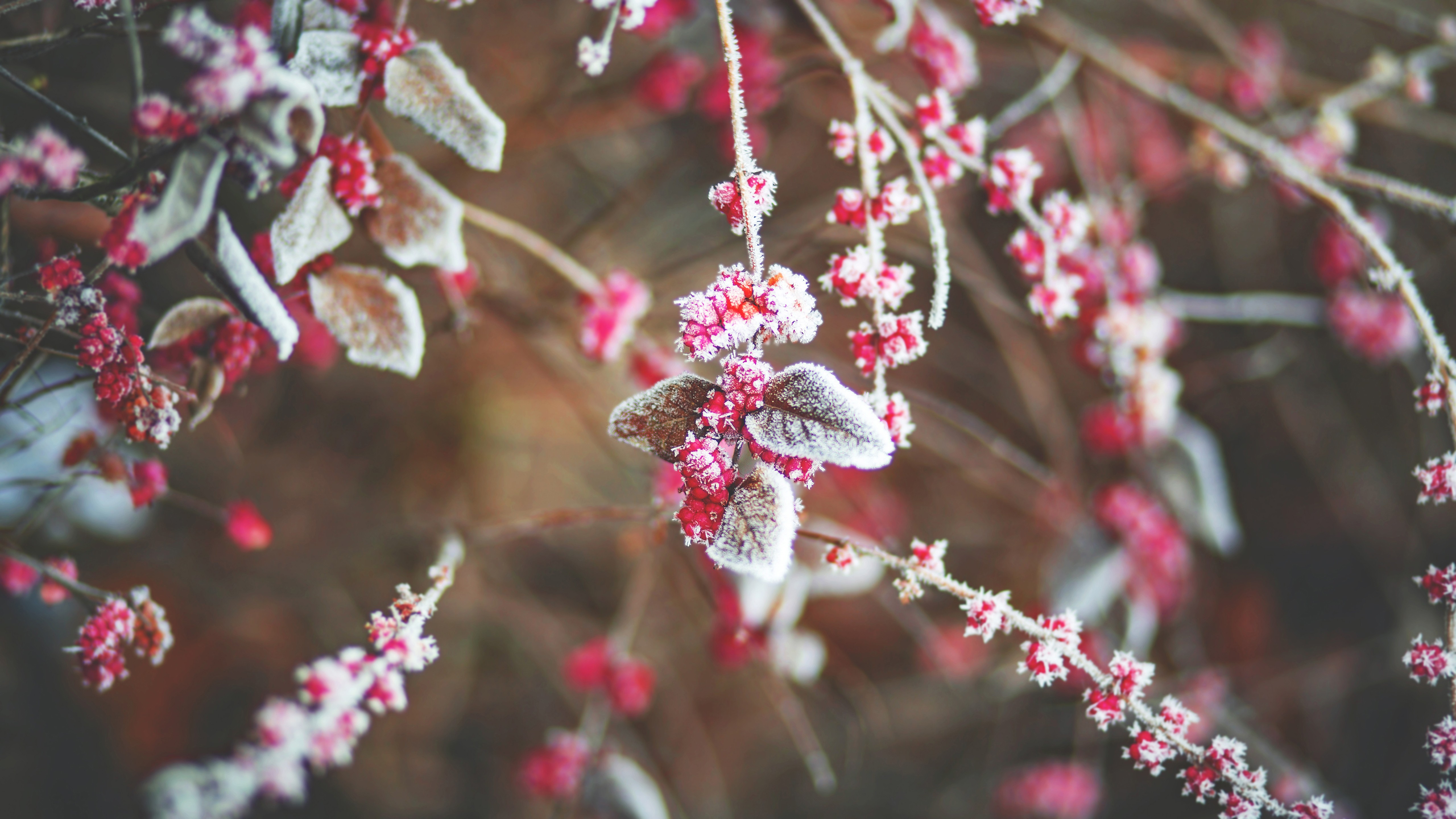 winter, утро, день