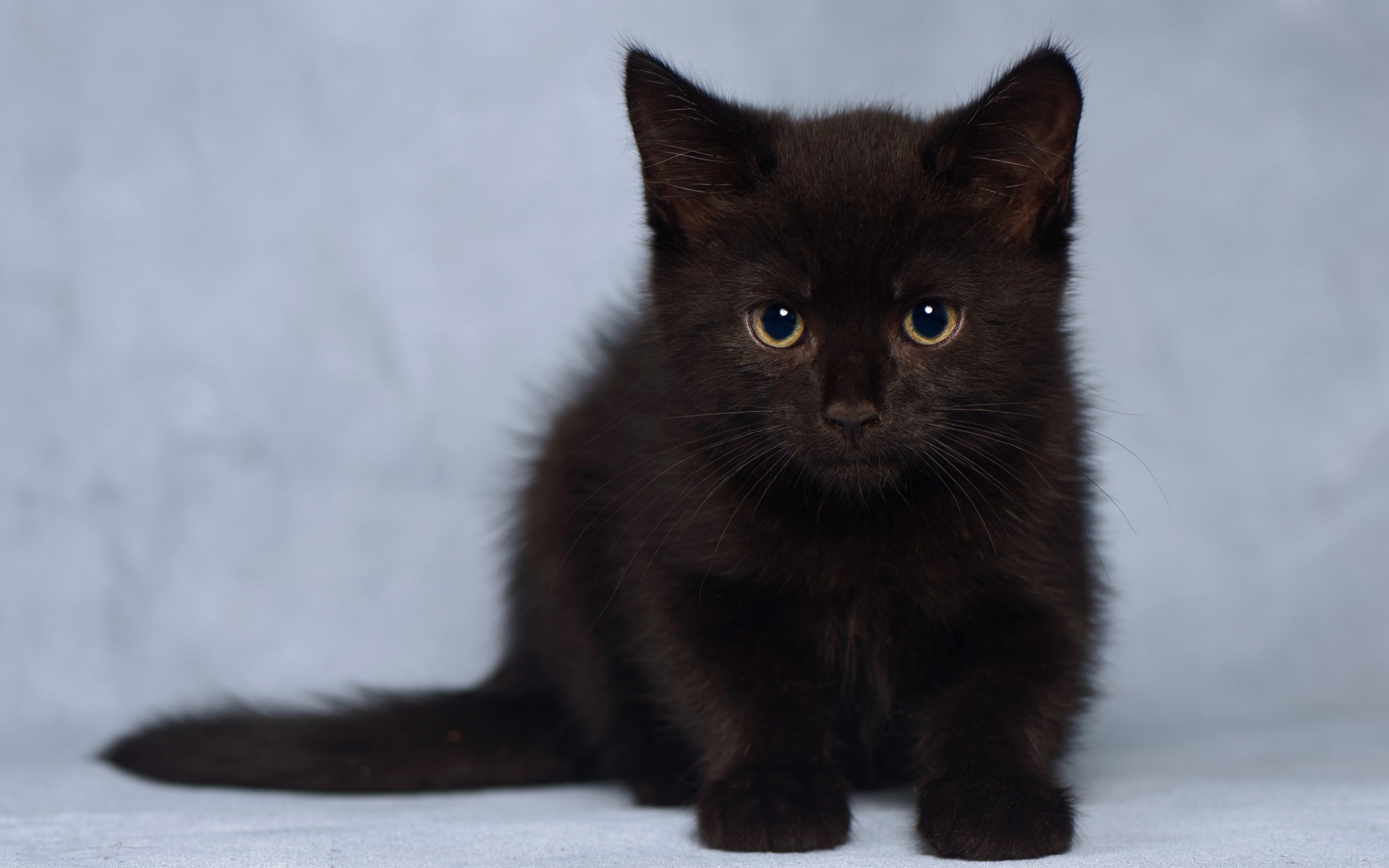 кот